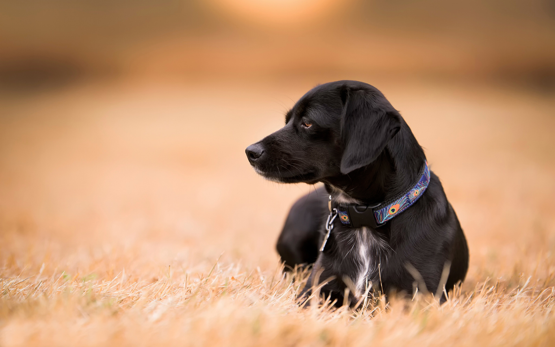 Baixar papel de parede para celular de Cães, Campo, Cão, Animais gratuito.