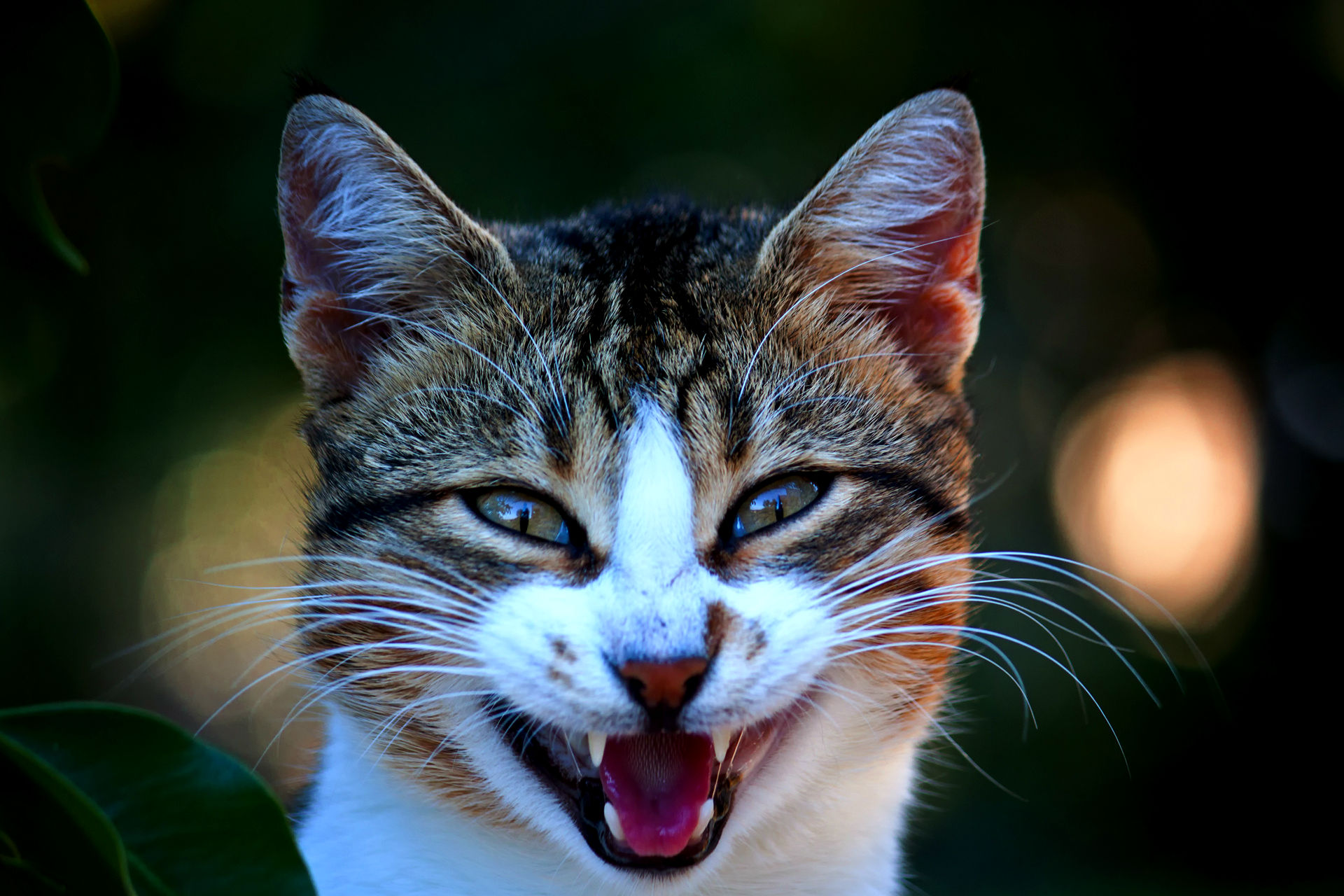 Téléchargez des papiers peints mobile Animaux, Chat gratuitement.