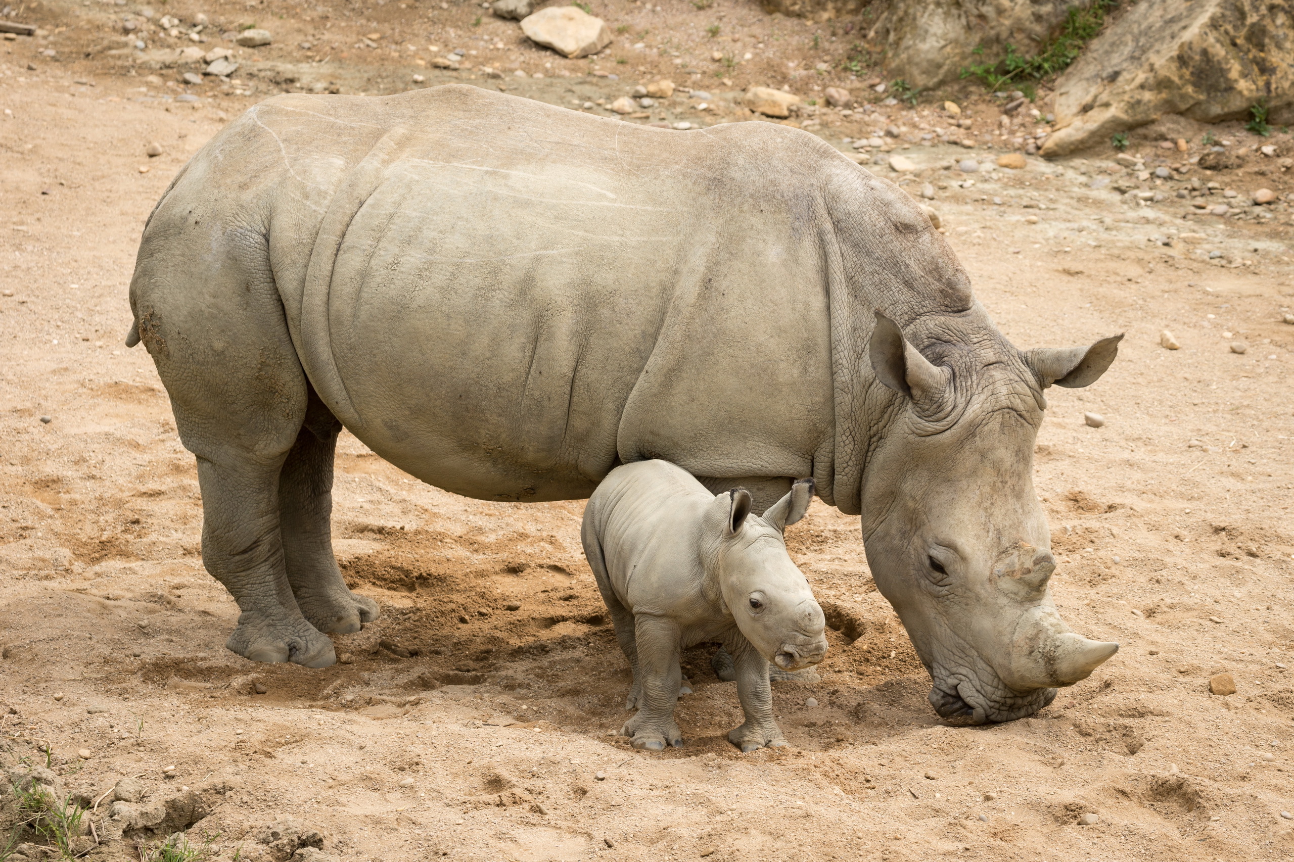 387026 baixar papel de parede animais, rinoceronte, animal bebê - protetores de tela e imagens gratuitamente