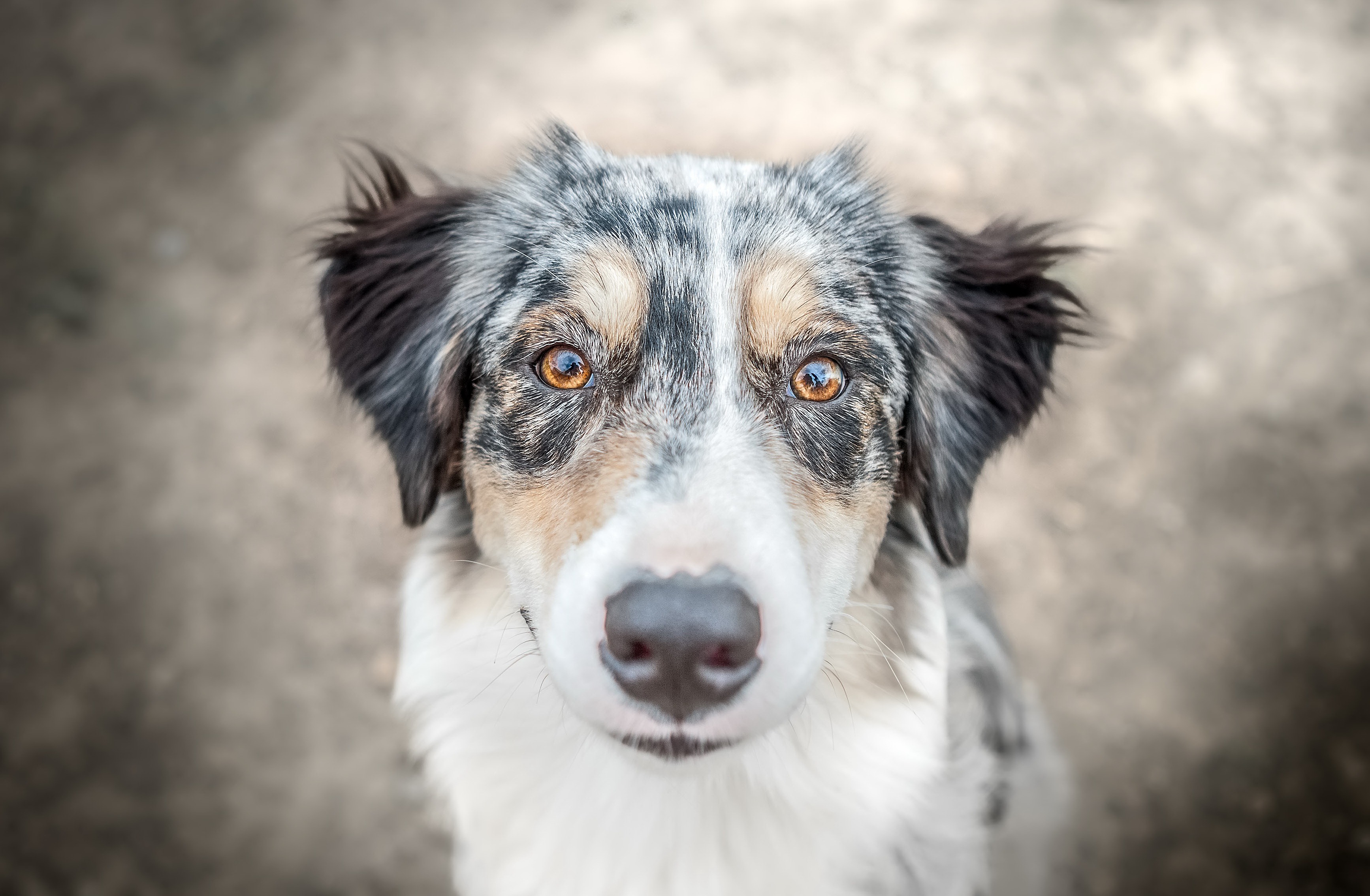 Descarga gratuita de fondo de pantalla para móvil de Animales, Perros, Perro, Bozal, Pastor Australiano.