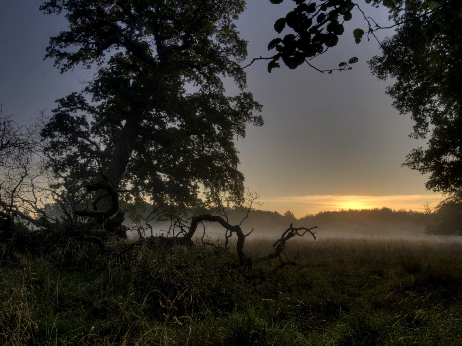 Laden Sie das Natur, Bäume, Nebel, Abend, Wurzeln-Bild kostenlos auf Ihren PC-Desktop herunter