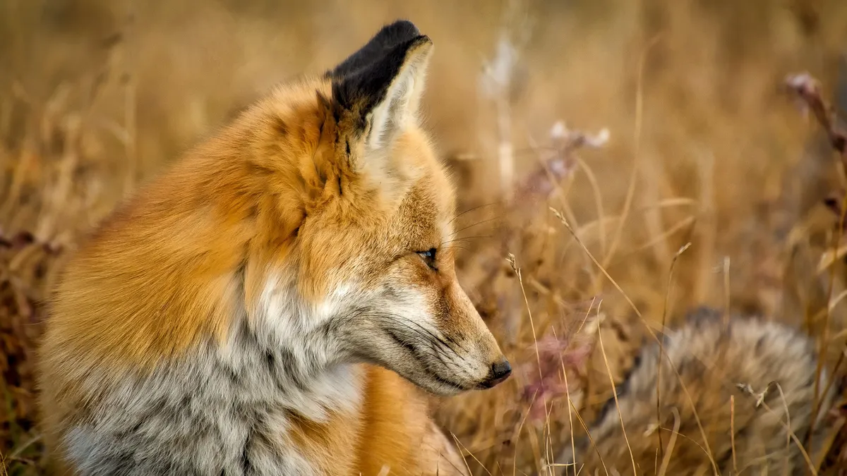 Fond d'écran HD: Animaux, Renard télécharger une image gratuite #844009