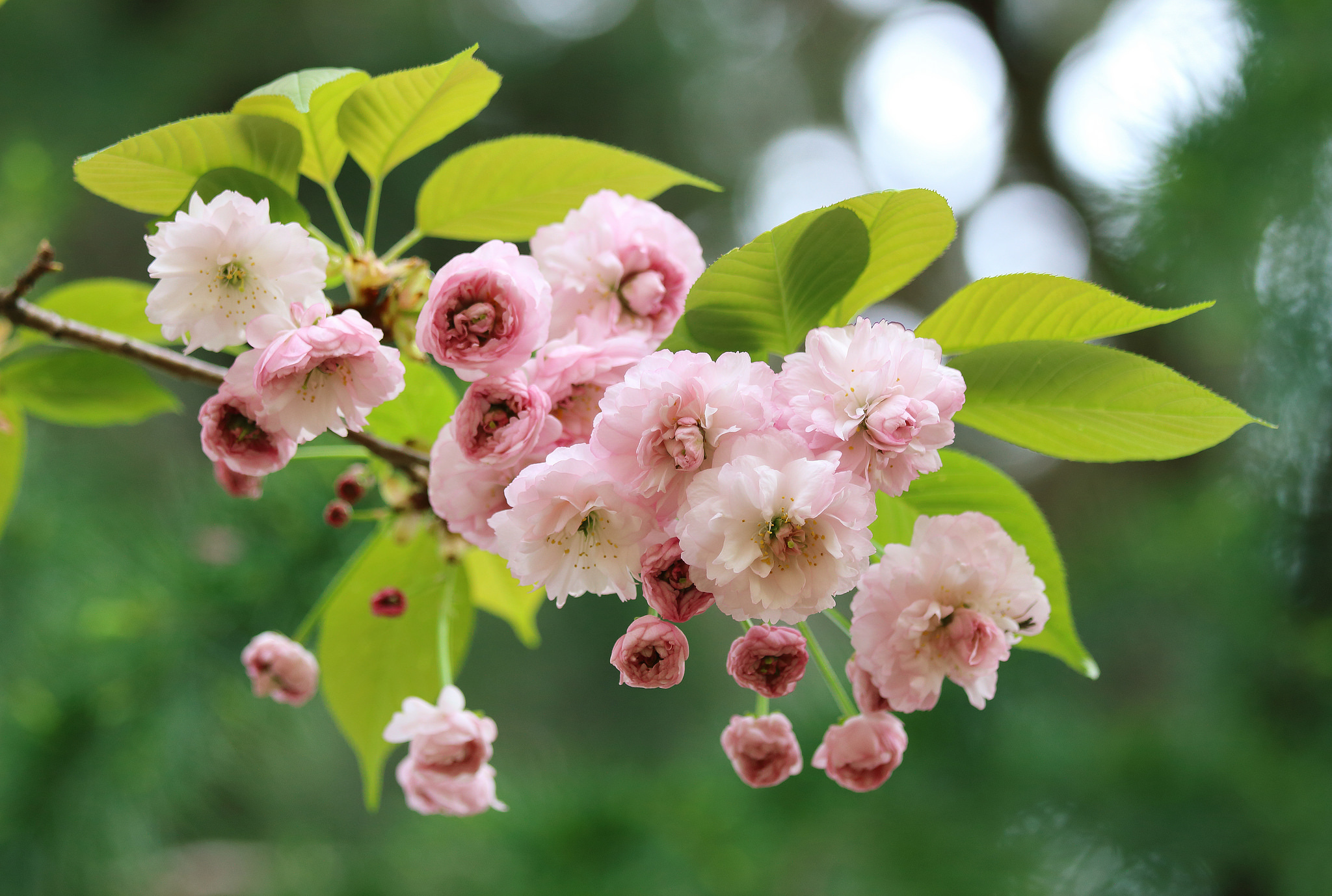 Free download wallpaper Sakura, Flower, Macro, Branch, Earth, Spring, Blossom on your PC desktop