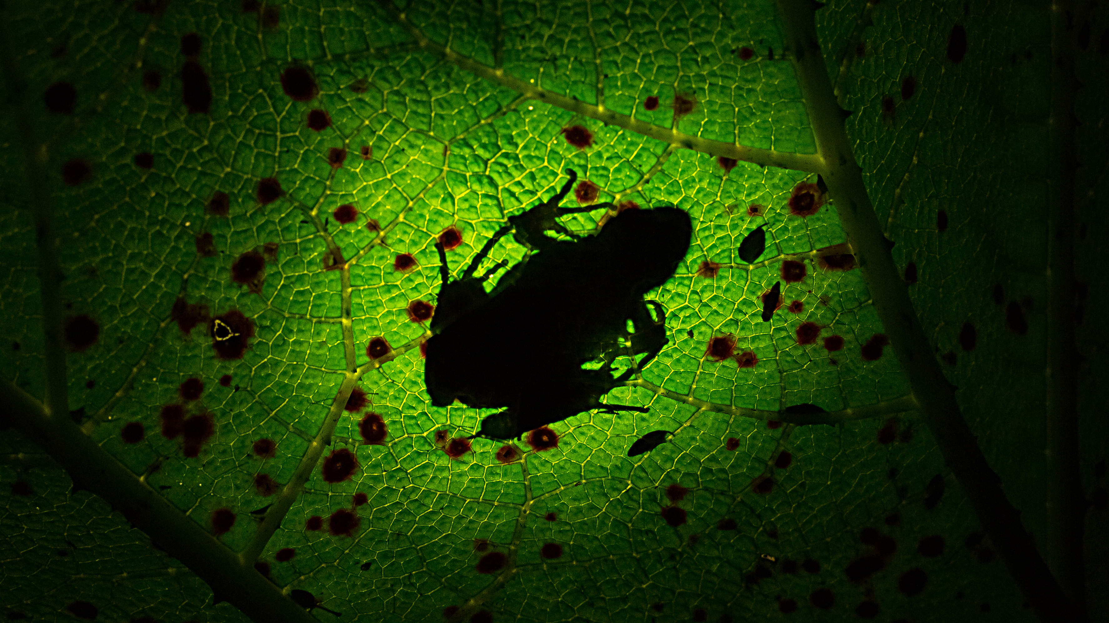 Download mobile wallpaper Frogs, Silhouette, Leaf, Animal, Frog for free.