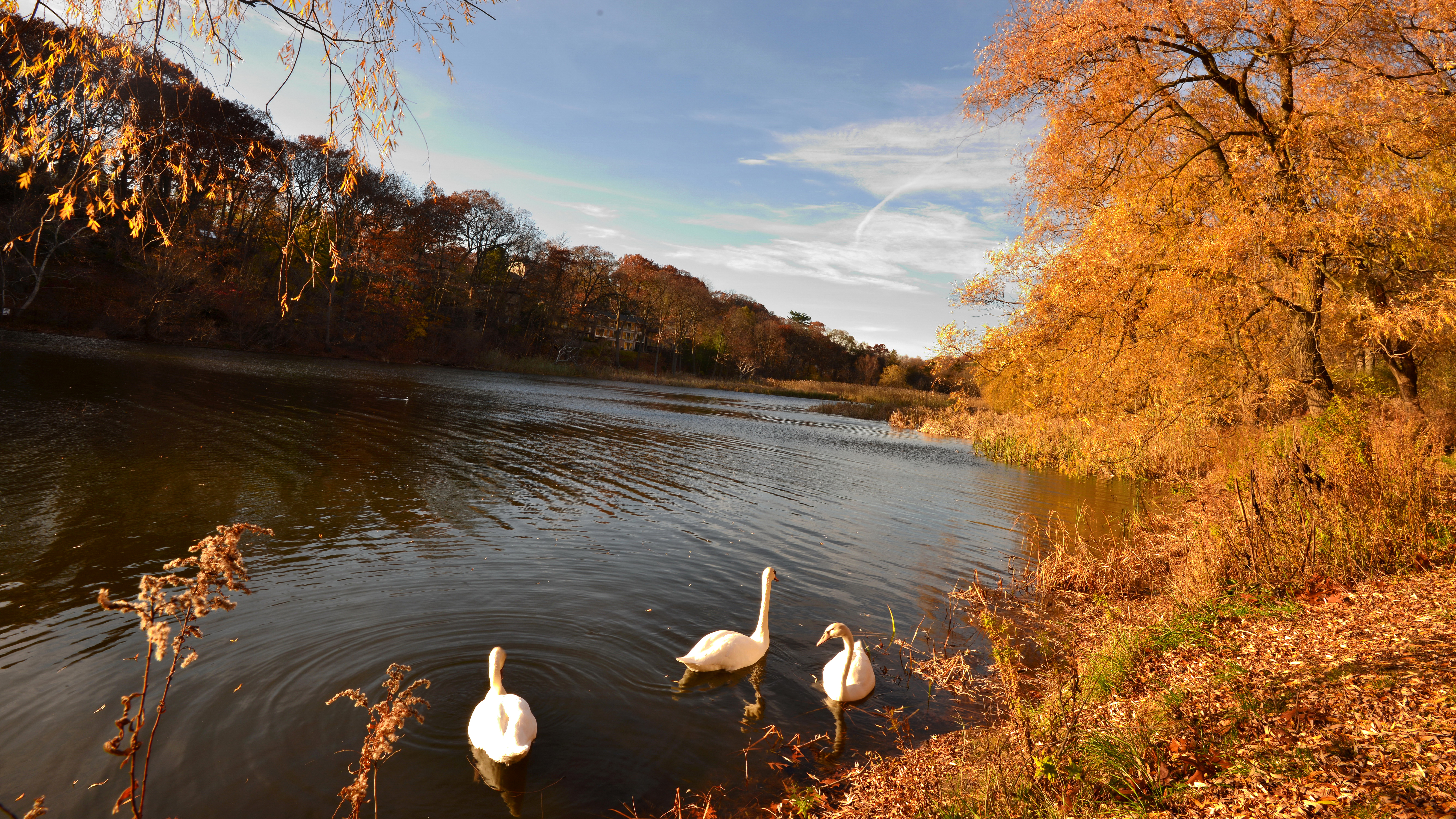 Download mobile wallpaper Birds, Lake, Tree, Fall, Animal, Swan for free.