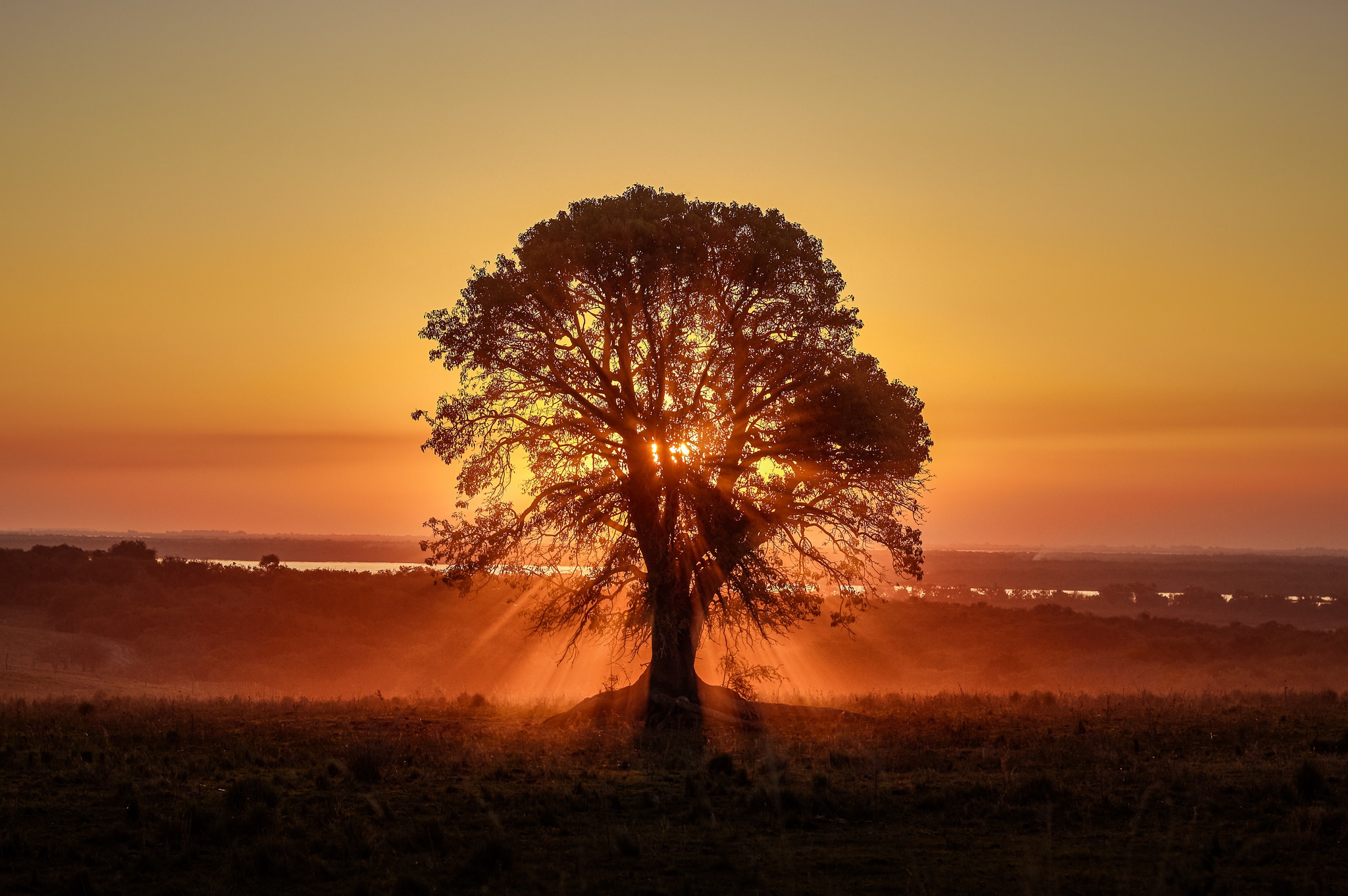 Download mobile wallpaper Sunset, Tree, Earth, Sunbeam for free.