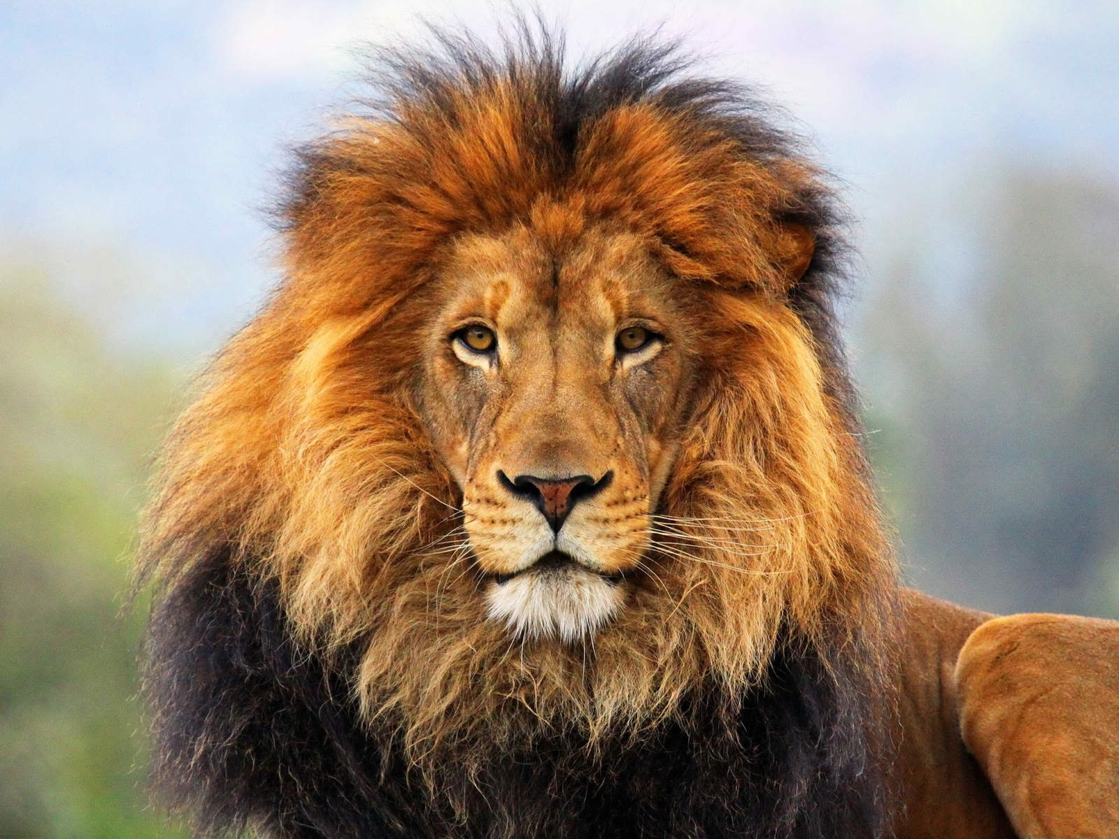 無料モバイル壁紙動物, ライオンをダウンロードします。