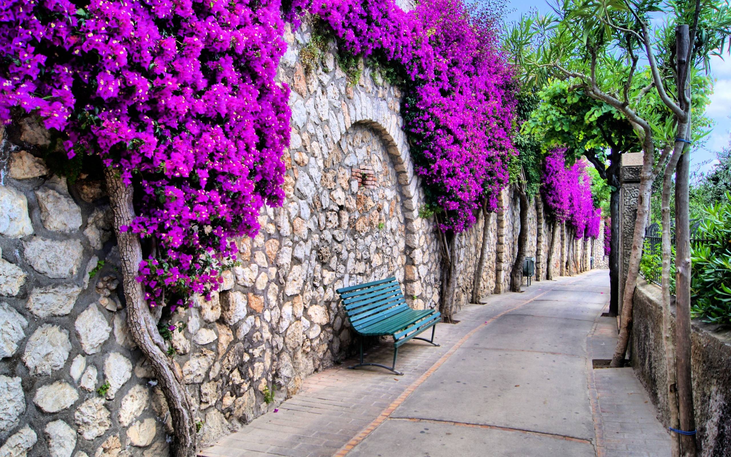 wall, stone, street, purple flower, man made, flower