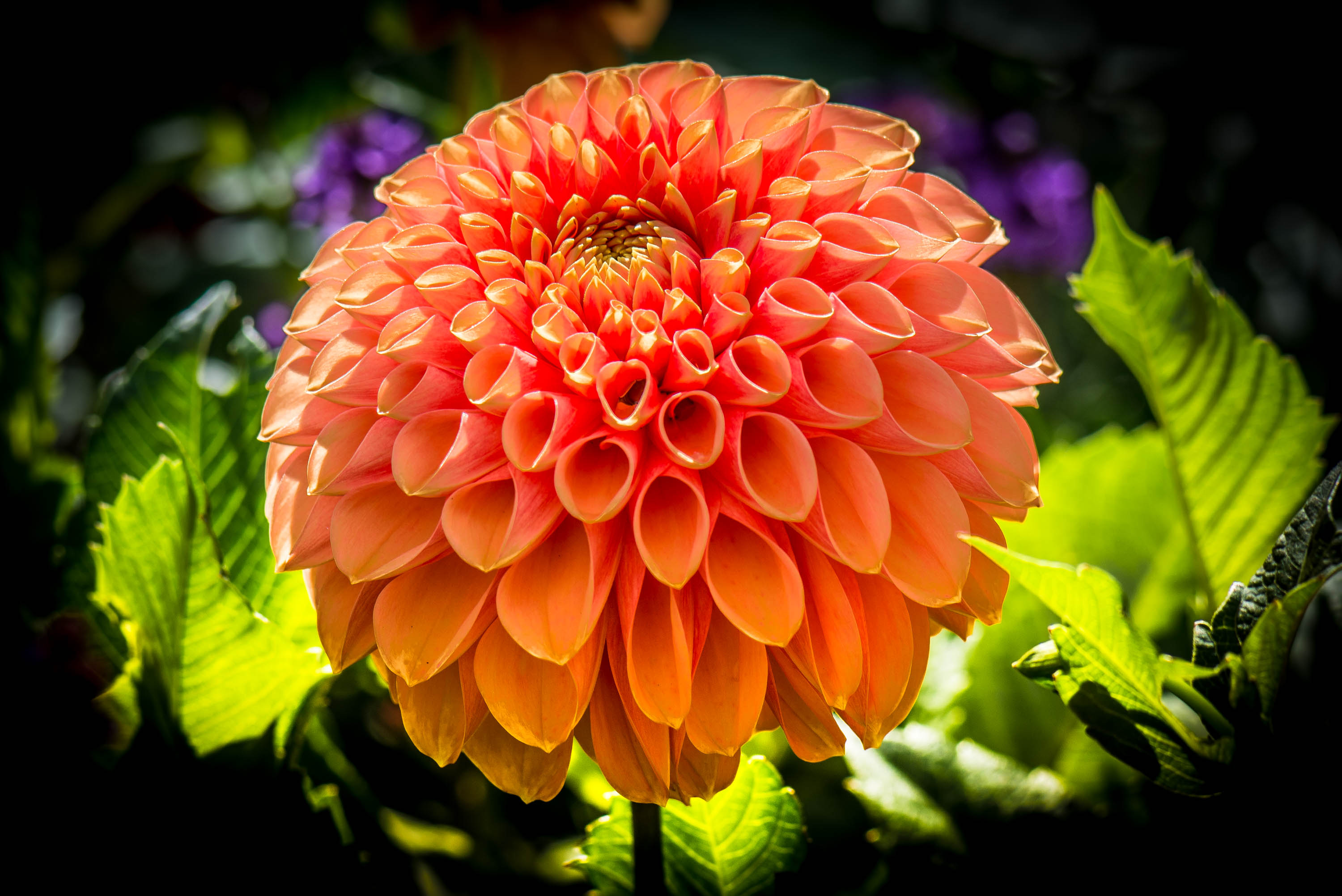 Descarga gratuita de fondo de pantalla para móvil de Flores, Flor, De Cerca, Dalia, Tierra/naturaleza, Flor Naranja.