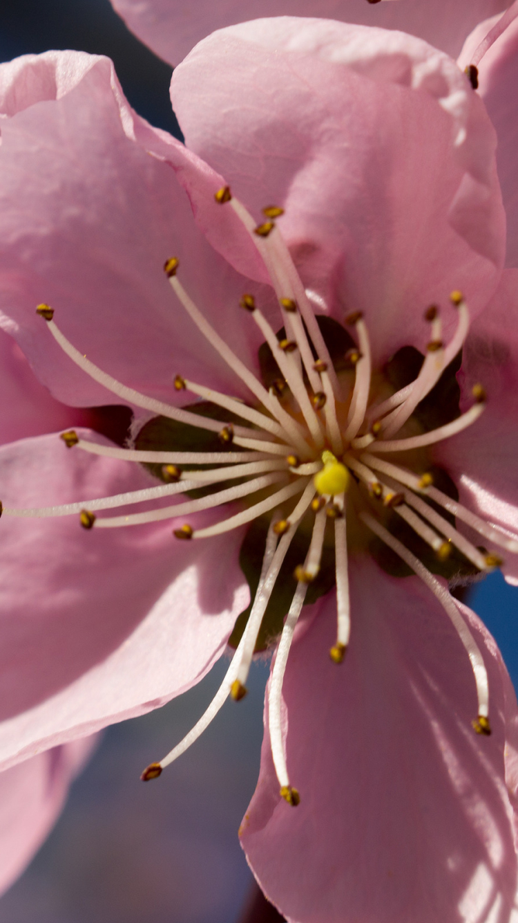 Handy-Wallpaper Blumen, Blume, Erde/natur kostenlos herunterladen.