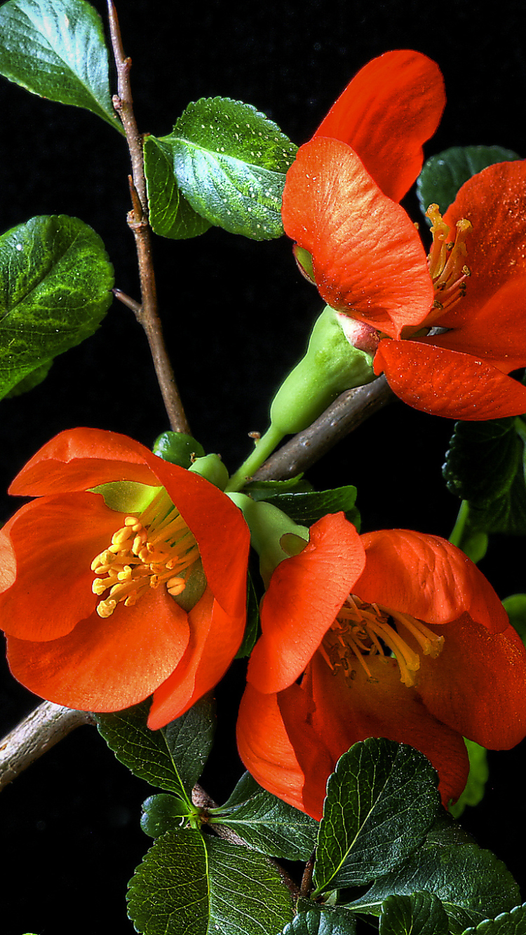Handy-Wallpaper Blumen, Blume, Blatt, Ast, Zweig, Erde, Blüte, Erde/natur, Orangene Blume kostenlos herunterladen.