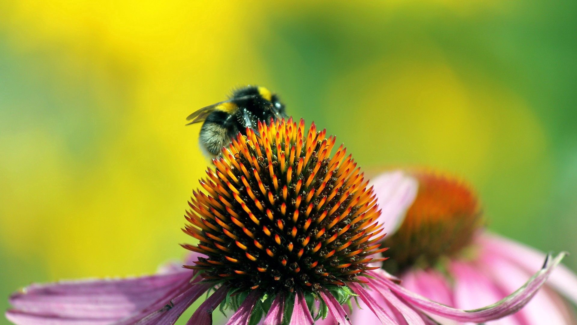 154184 descargar fondo de pantalla flor, macro, abeja, polinización: protectores de pantalla e imágenes gratis