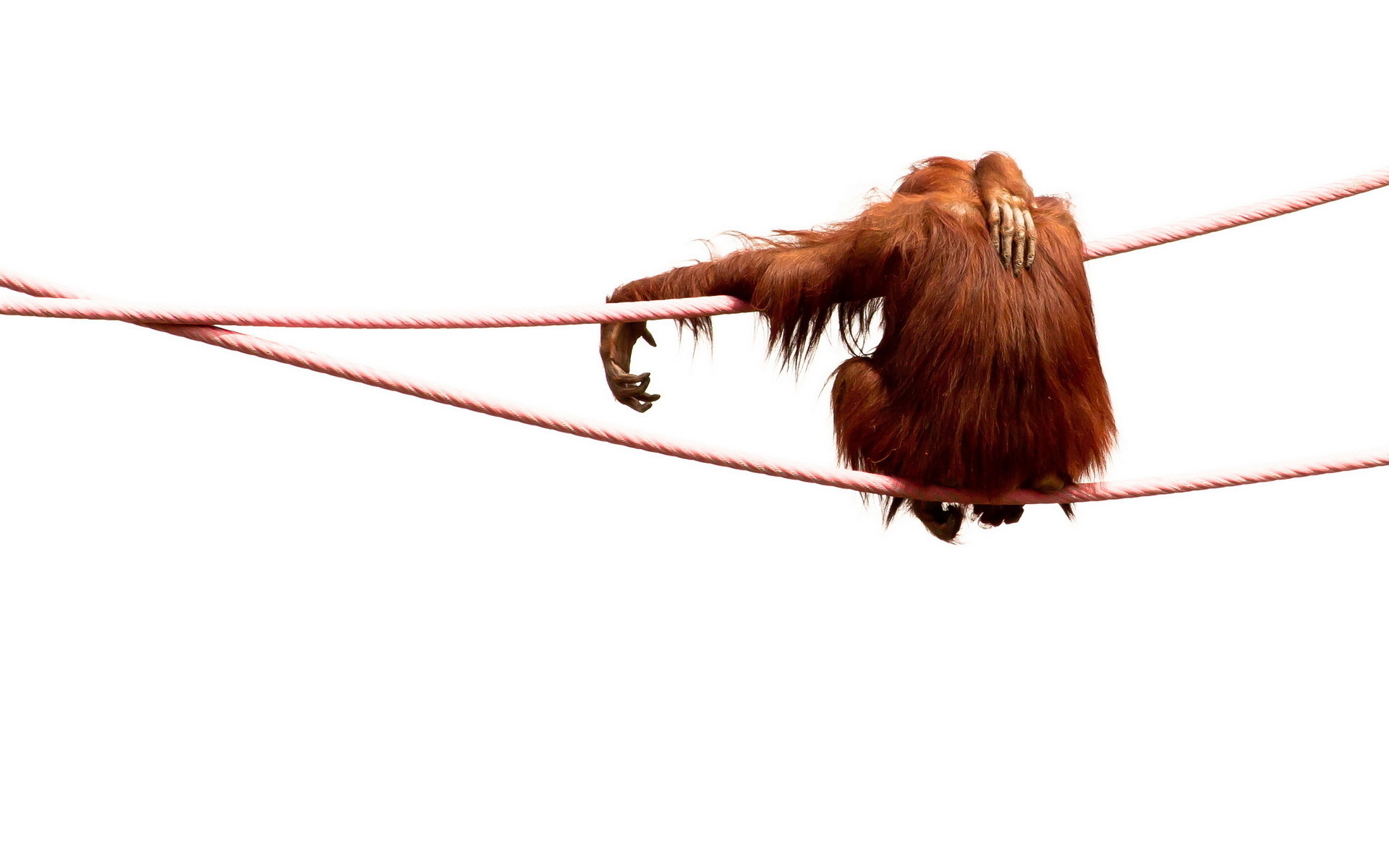 264296 télécharger le fond d'écran animaux, orang outan, singes - économiseurs d'écran et images gratuitement