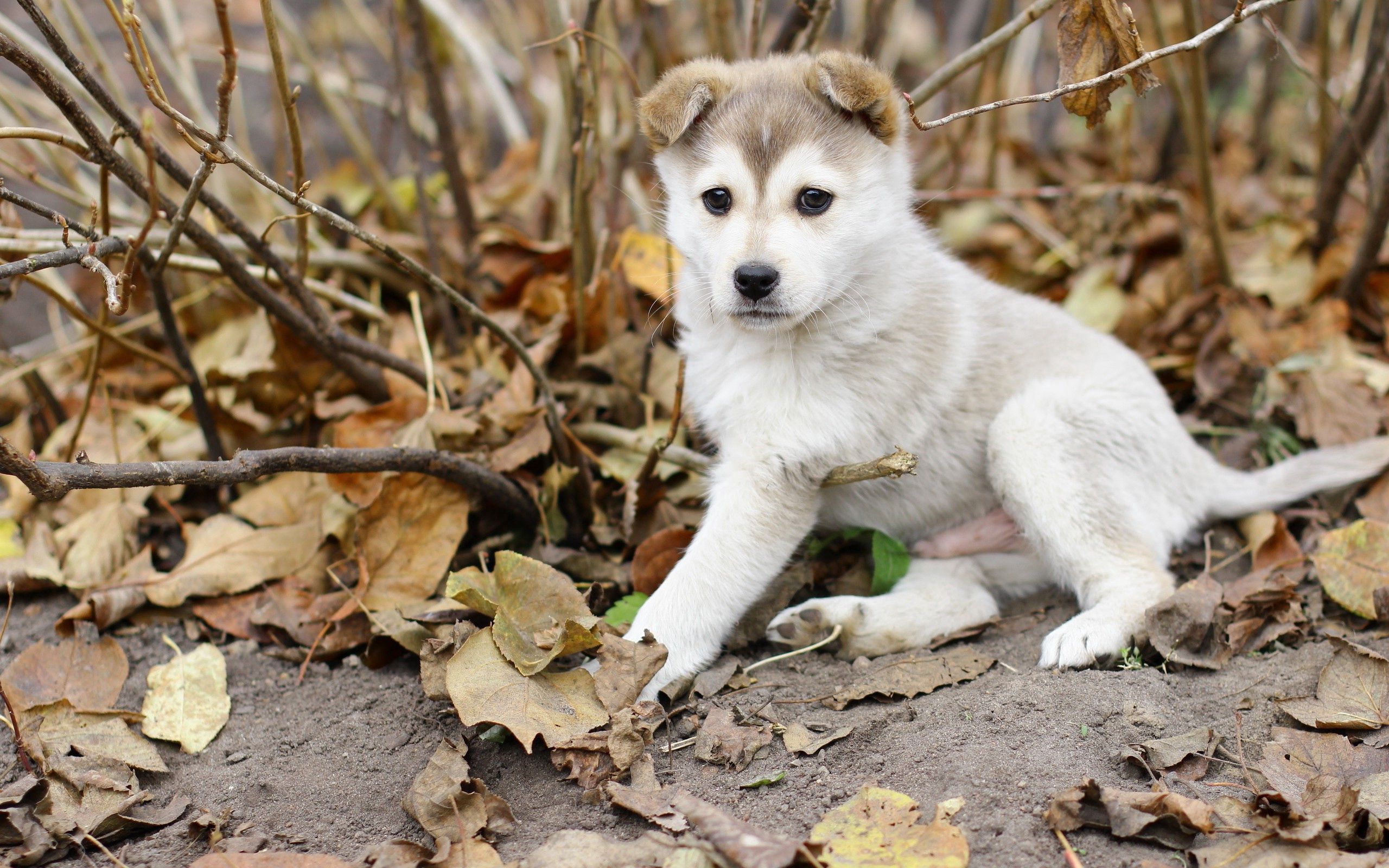 Handy-Wallpaper Hund, Tiere, Blätter, Hündchen, Welpen, Herbst kostenlos herunterladen.
