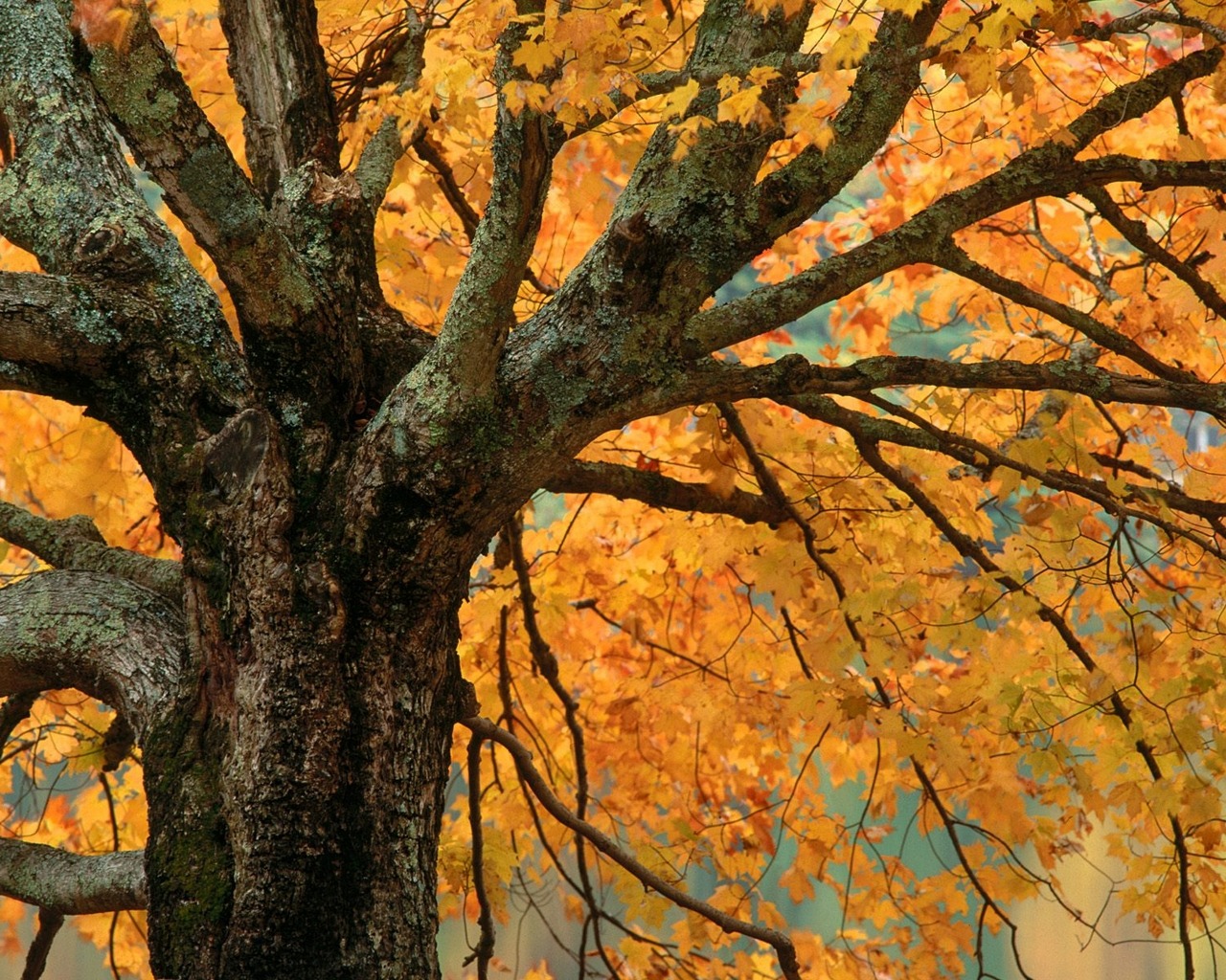 Descarga gratis la imagen Árbol, Tierra/naturaleza en el escritorio de tu PC