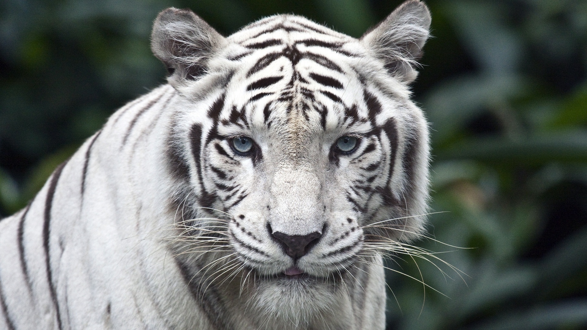 Descarga gratis la imagen Animales, Tigre Blanco en el escritorio de tu PC