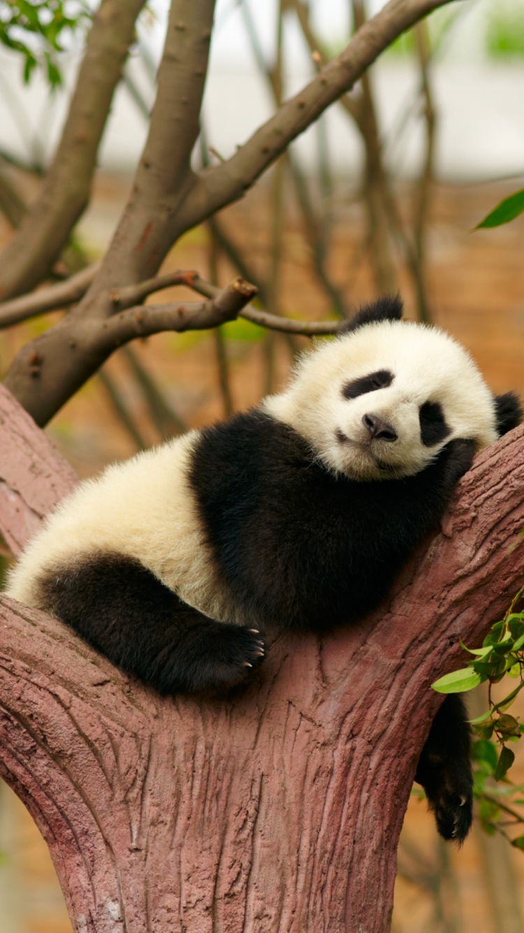 Handy-Wallpaper Tiere, Schlafen, Panda, Tierbaby kostenlos herunterladen.