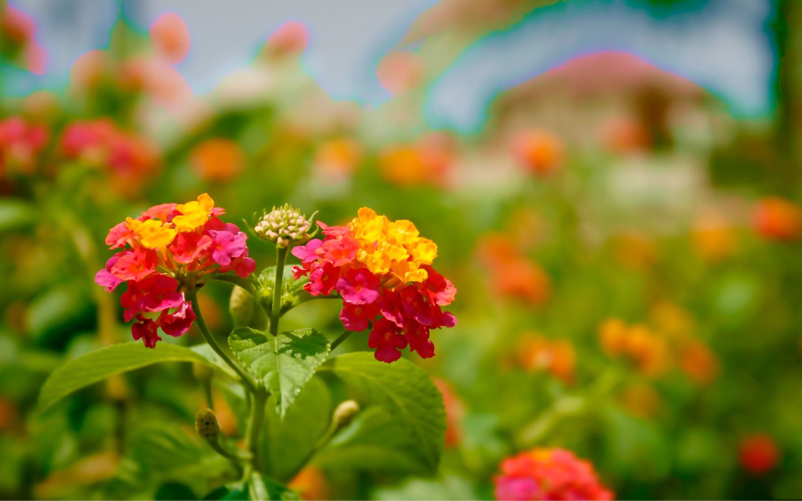 Laden Sie das Blumen, Makro, Blütenblätter-Bild kostenlos auf Ihren PC-Desktop herunter