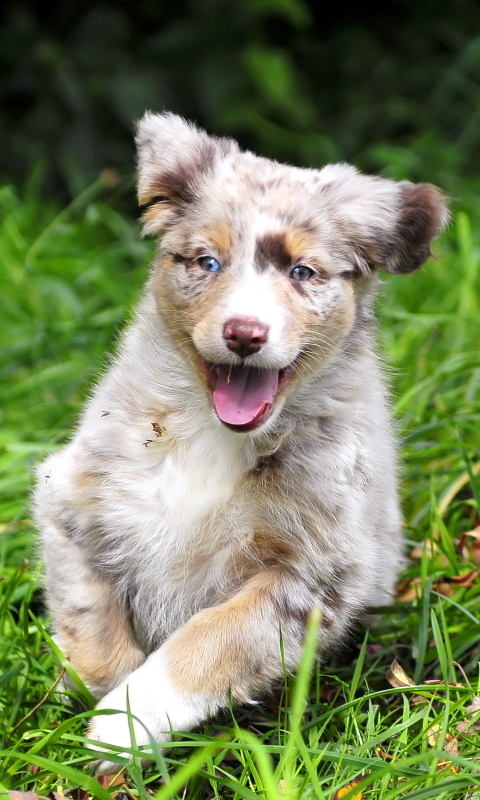 Baixar papel de parede para celular de Animais, Cães, Filhote gratuito.