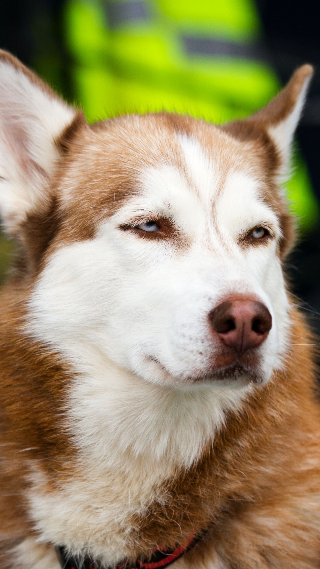 無料モバイル壁紙動物, 犬, ハスキーをダウンロードします。