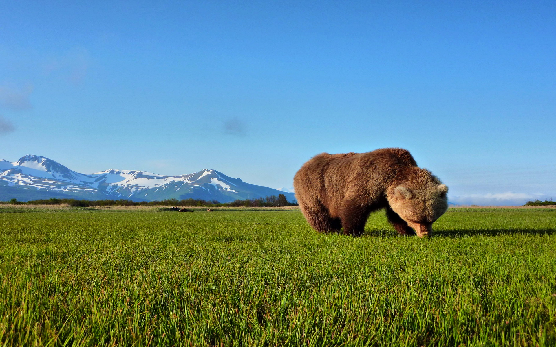 Laden Sie das Tiere, Bär-Bild kostenlos auf Ihren PC-Desktop herunter