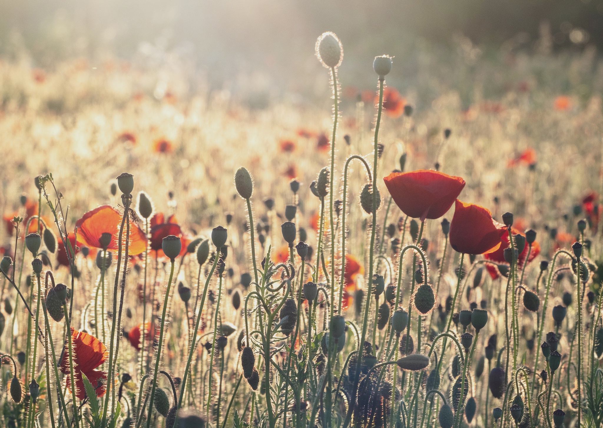 Handy-Wallpaper Blumen, Mohn, Erde/natur kostenlos herunterladen.