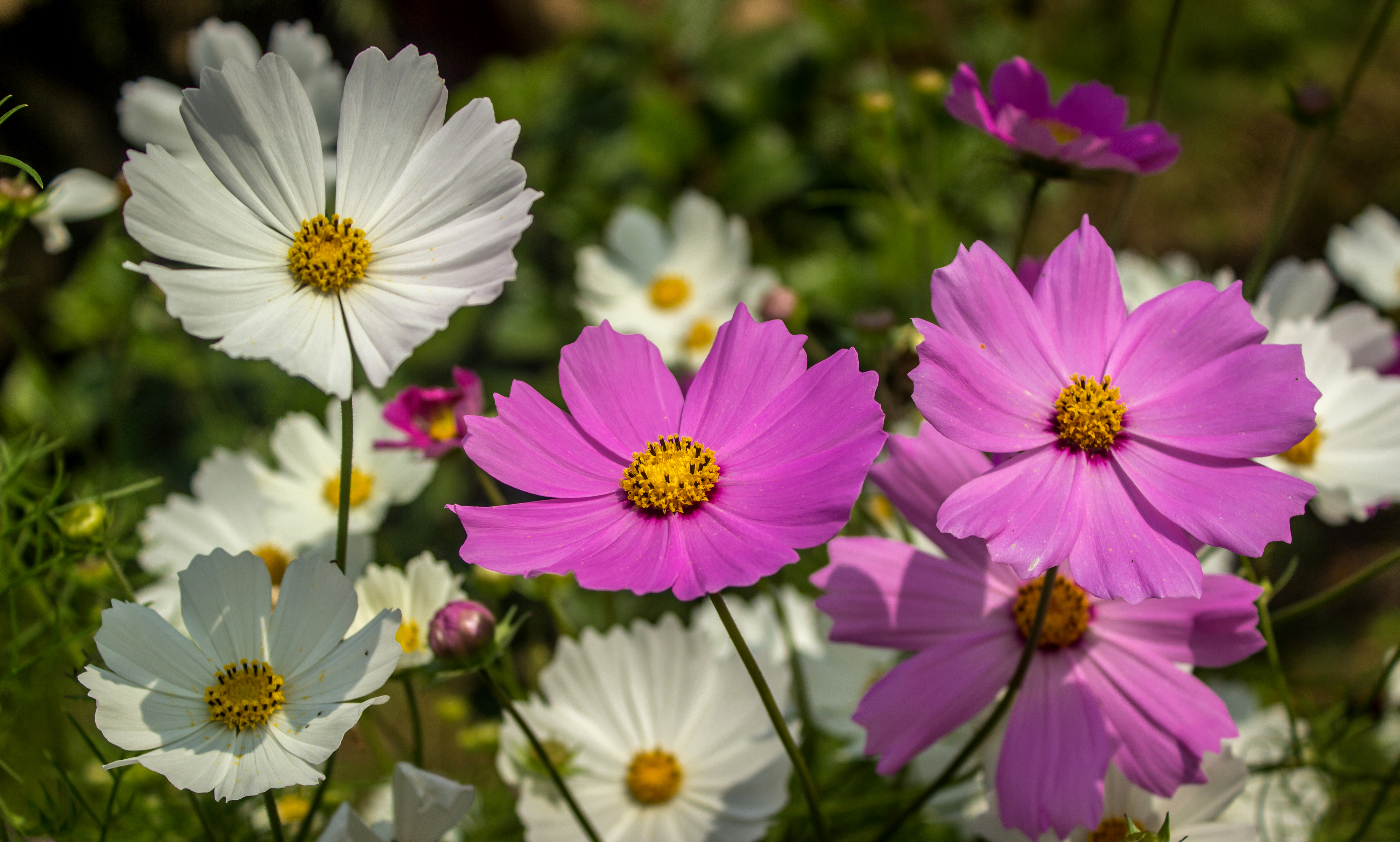 Handy-Wallpaper Blumen, Blume, Nahansicht, Weiße Blume, Erde/natur, Pinke Blume, Kosmeen kostenlos herunterladen.
