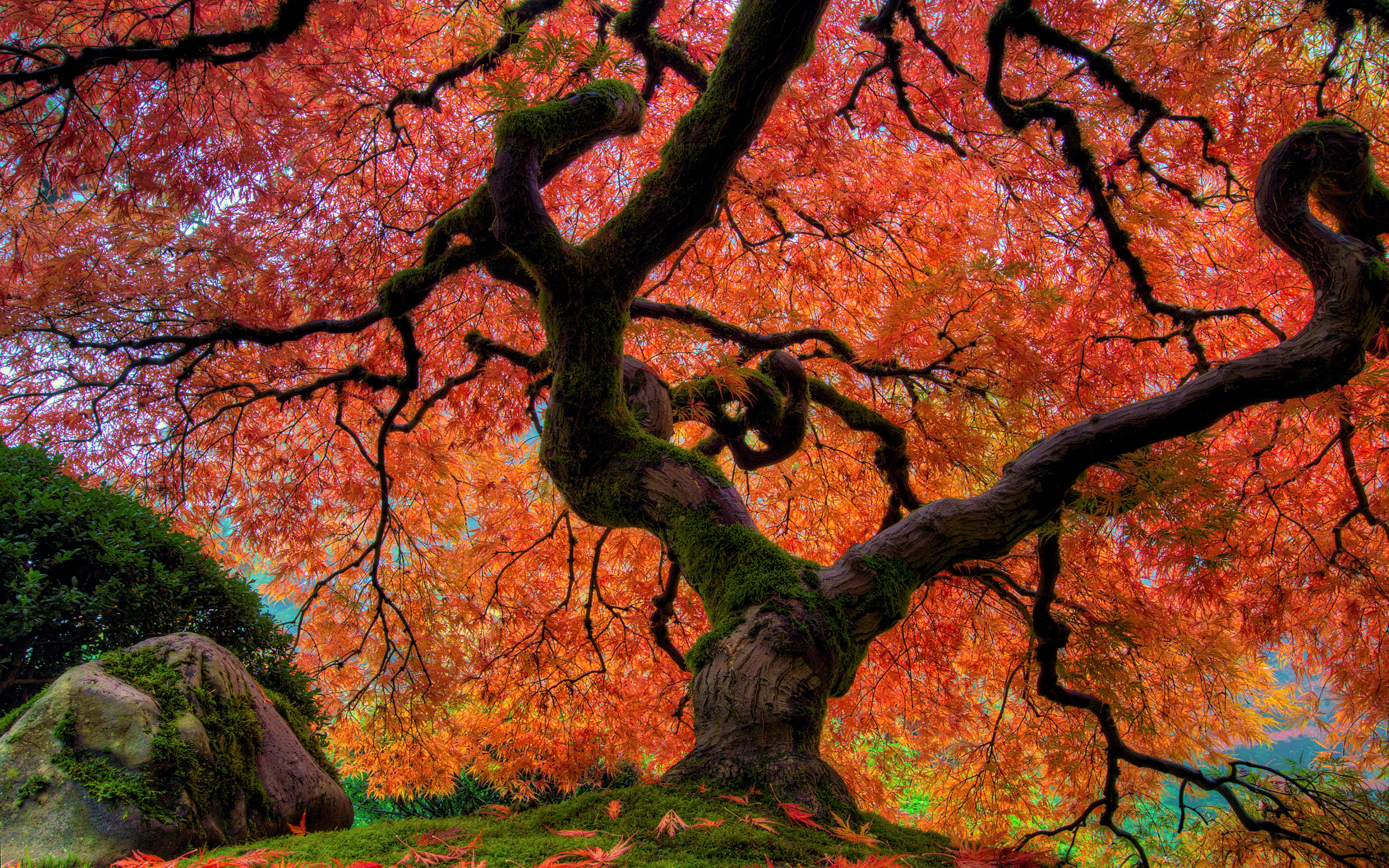 Завантажити шпалери безкоштовно Дерева, Дерево, Земля, Падіння, Японський Сад картинка на робочий стіл ПК