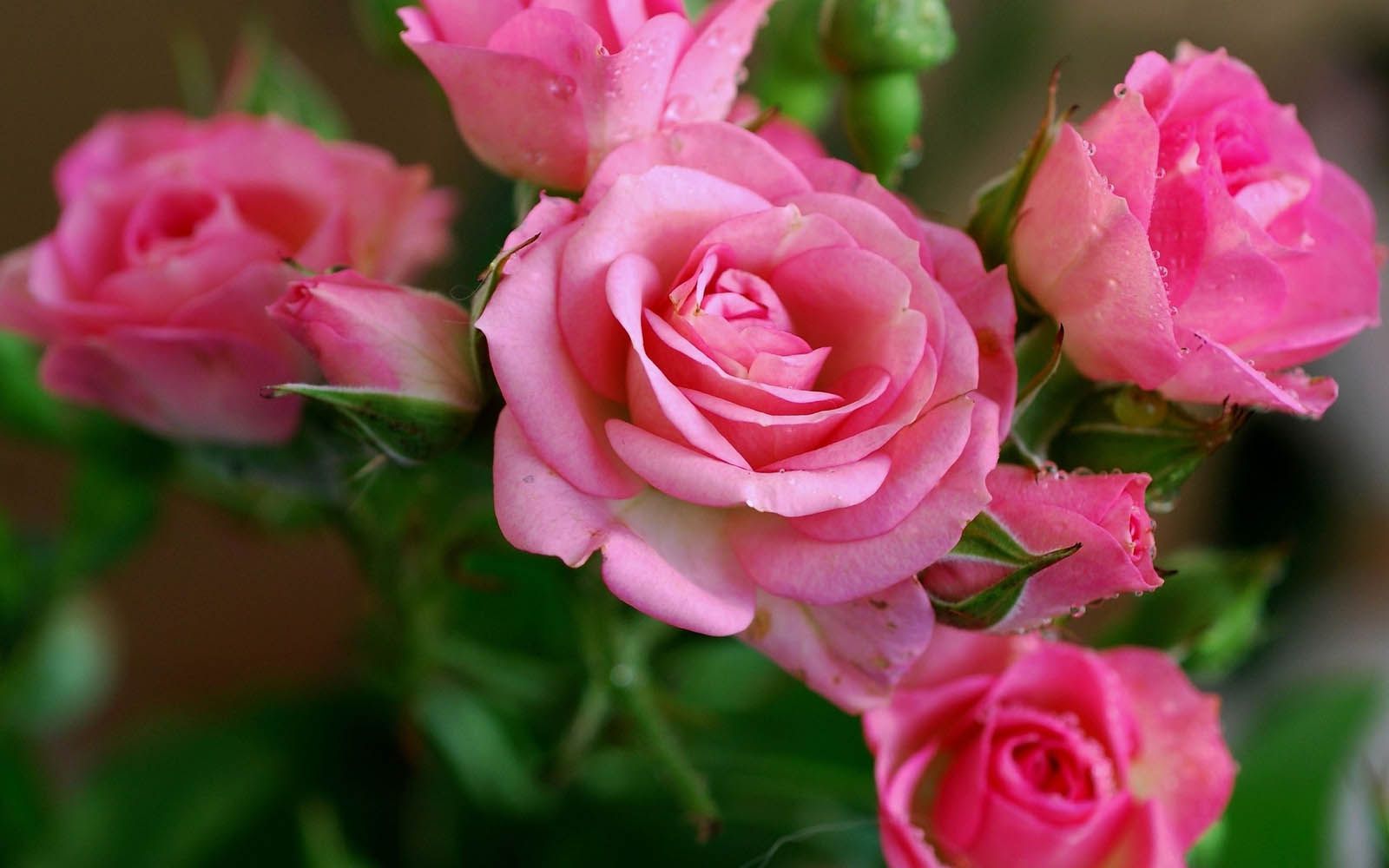 Free download wallpaper Flowers, Rose, Earth on your PC desktop