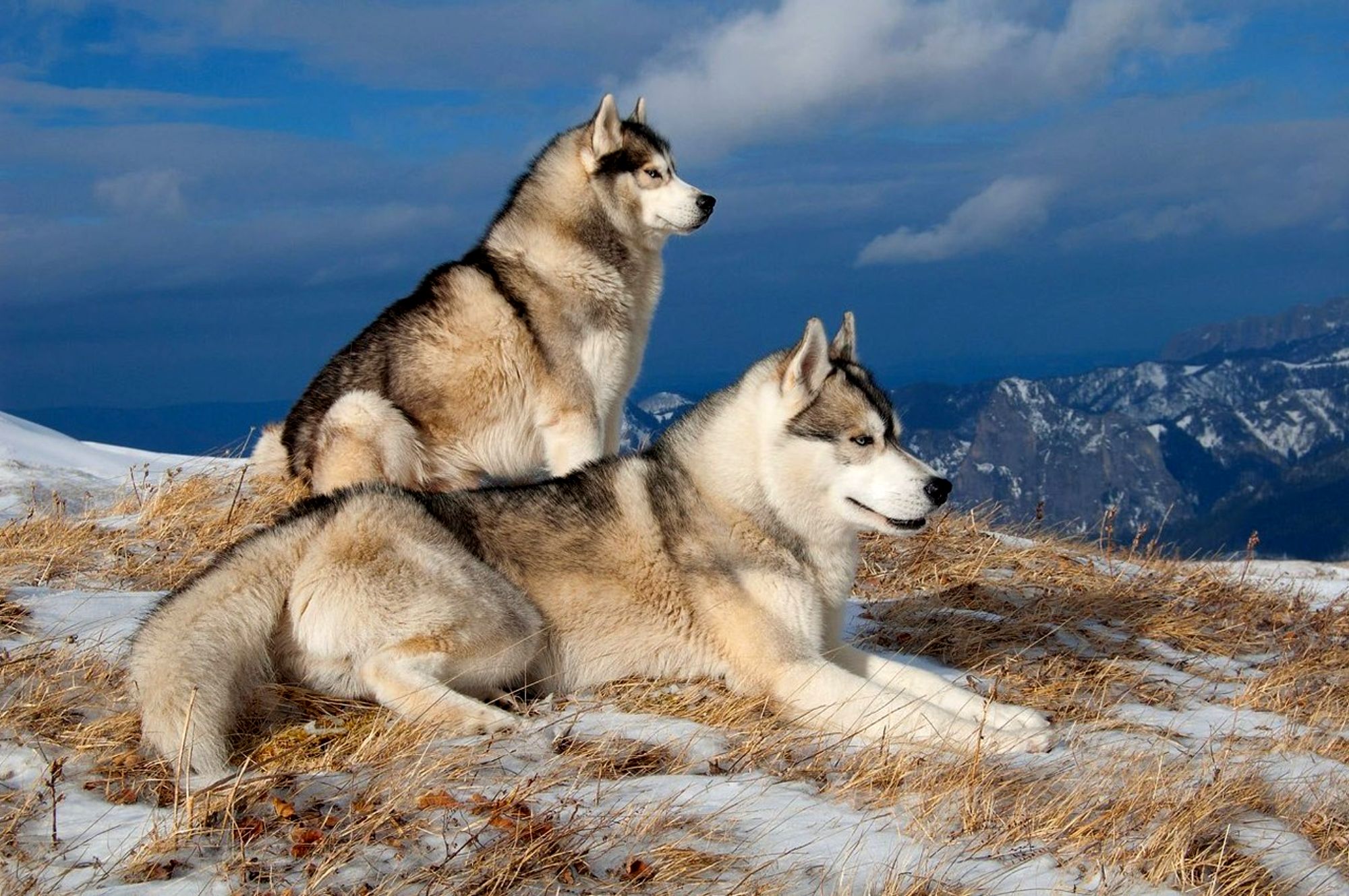 277110 Bild herunterladen tiere, winter, schlittenhund, sibirischer husky, hund, hunde - Hintergrundbilder und Bildschirmschoner kostenlos