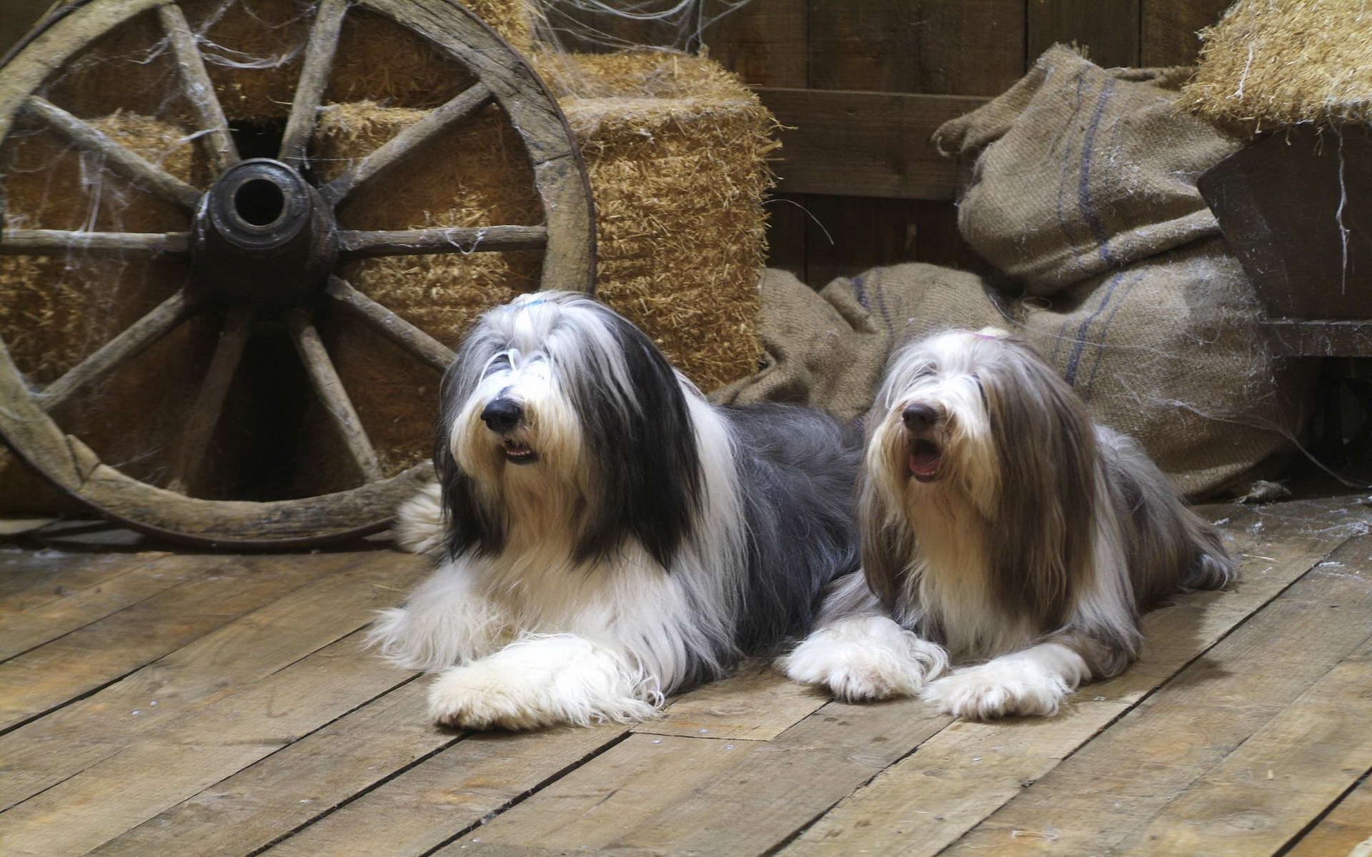 Téléchargez des papiers peints mobile Animaux, Chien gratuitement.