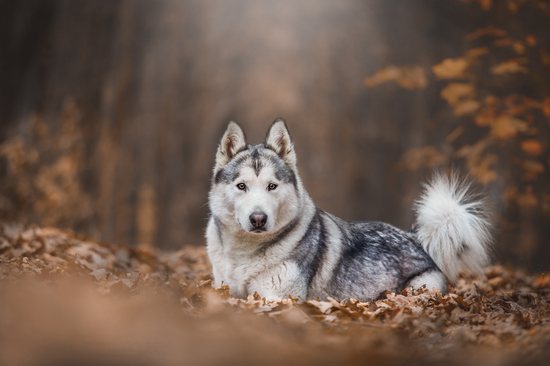 Free download wallpaper Dogs, Dog, Fall, Animal, Husky, Depth Of Field on your PC desktop