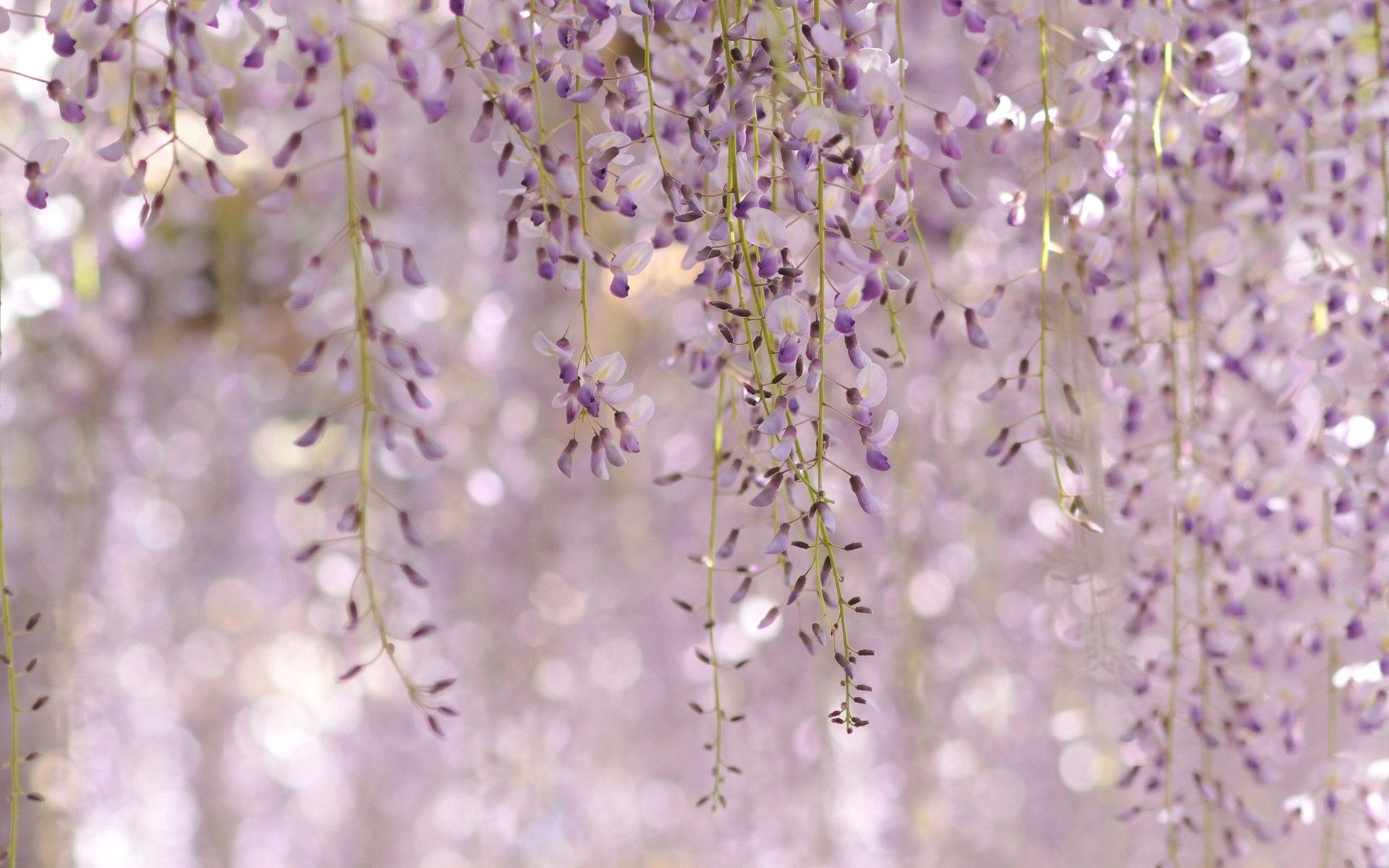 Lilac Widescreen image