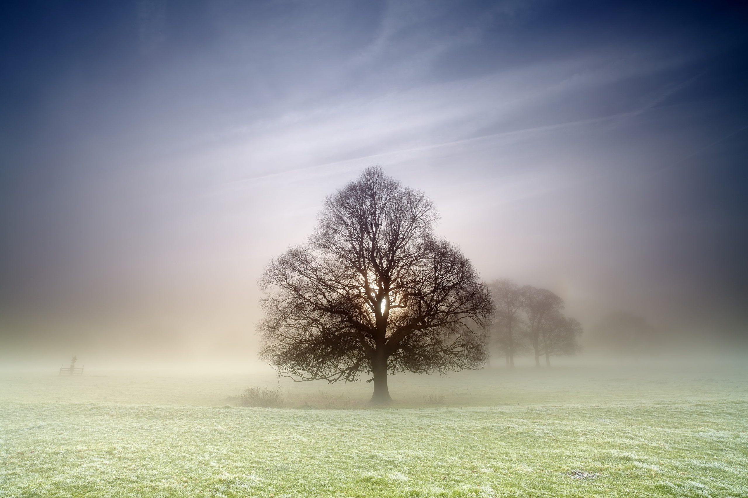 Download mobile wallpaper Nature, Tree, Fog, Earth for free.