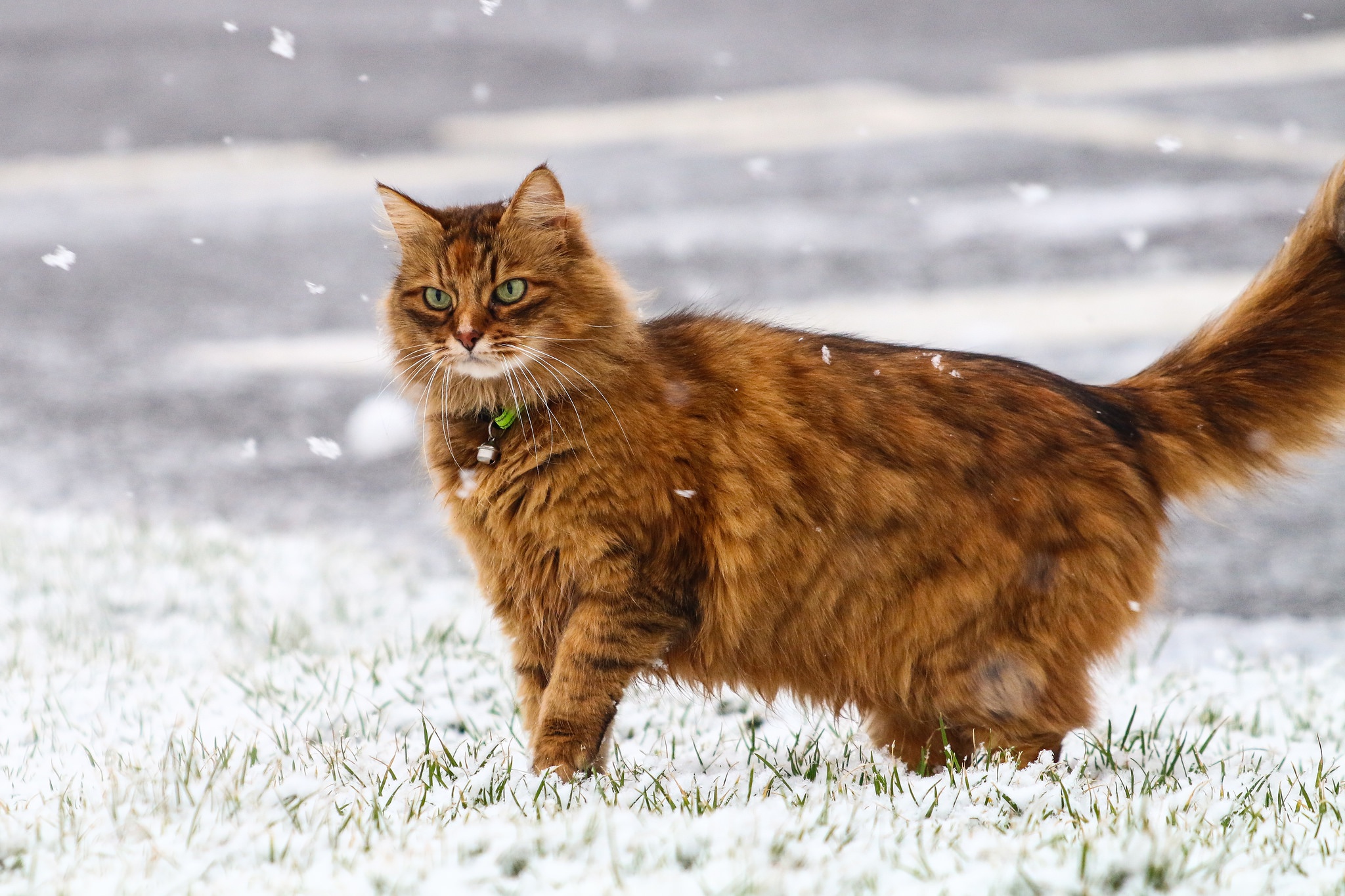 Laden Sie das Tiere, Winter, Katzen, Schnee, Katze, Schneefall-Bild kostenlos auf Ihren PC-Desktop herunter