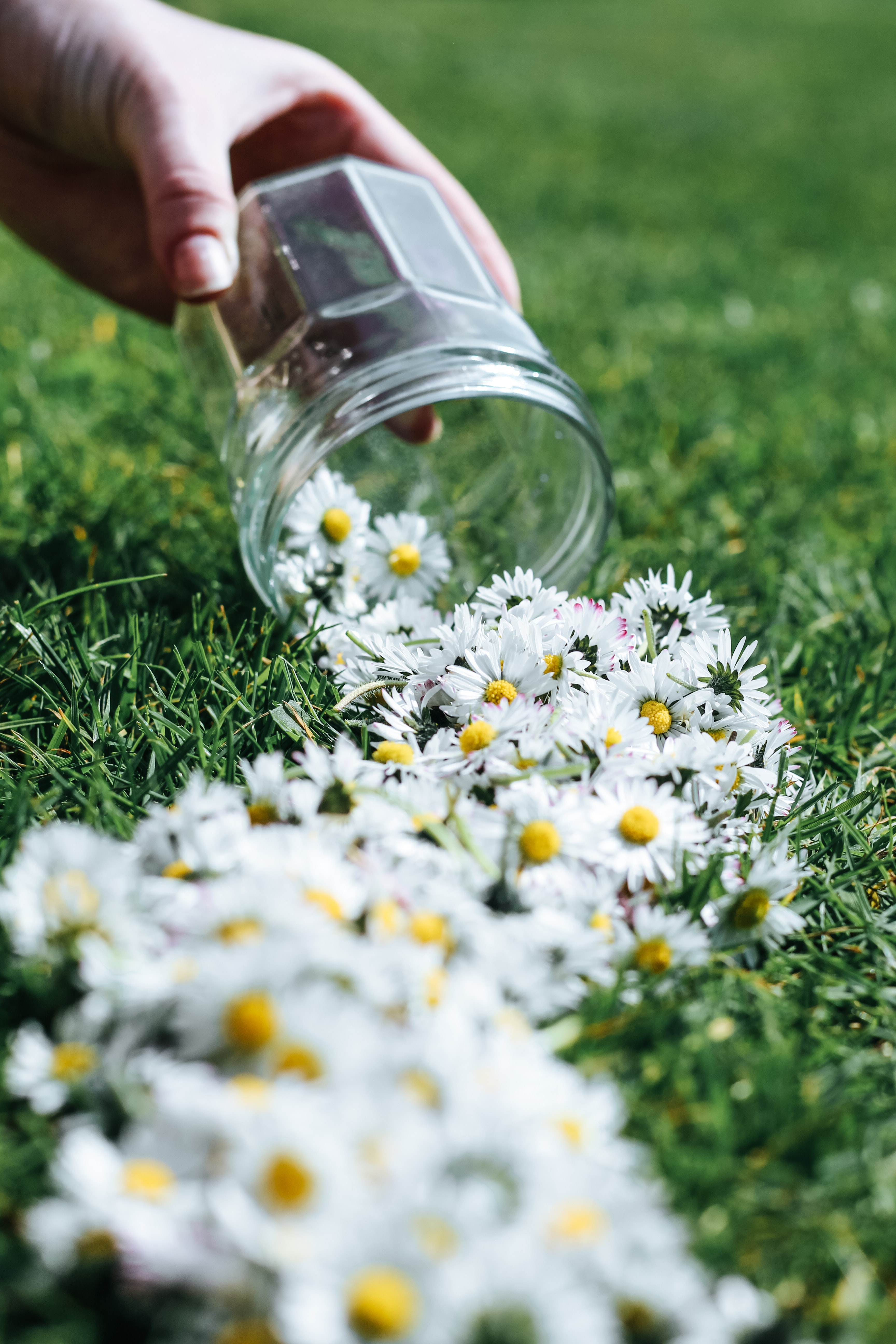 Free download wallpaper Flowers, Bank, Jar, Hand, Camomile on your PC desktop
