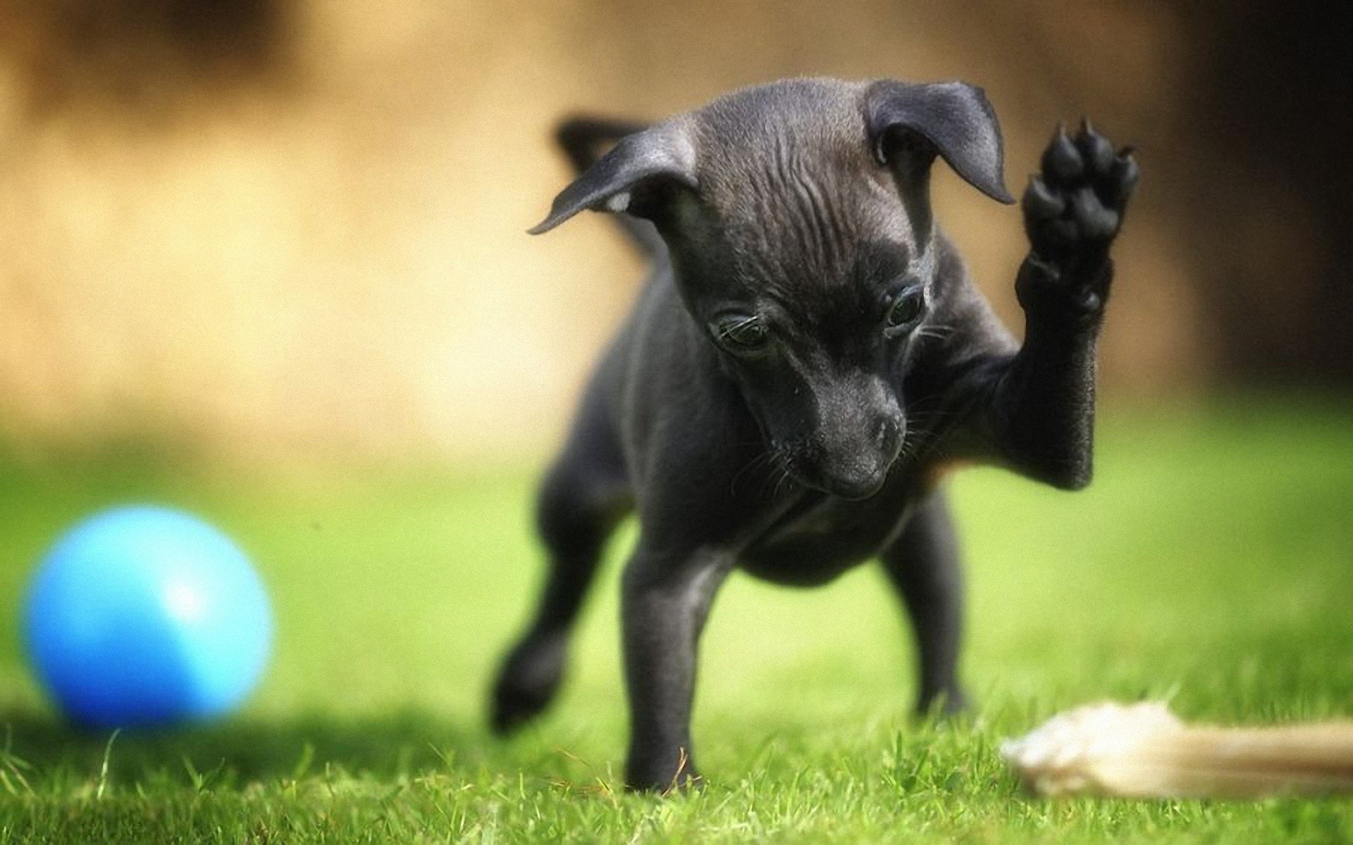 Téléchargez des papiers peints mobile Chiens, Chien, Animaux gratuitement.