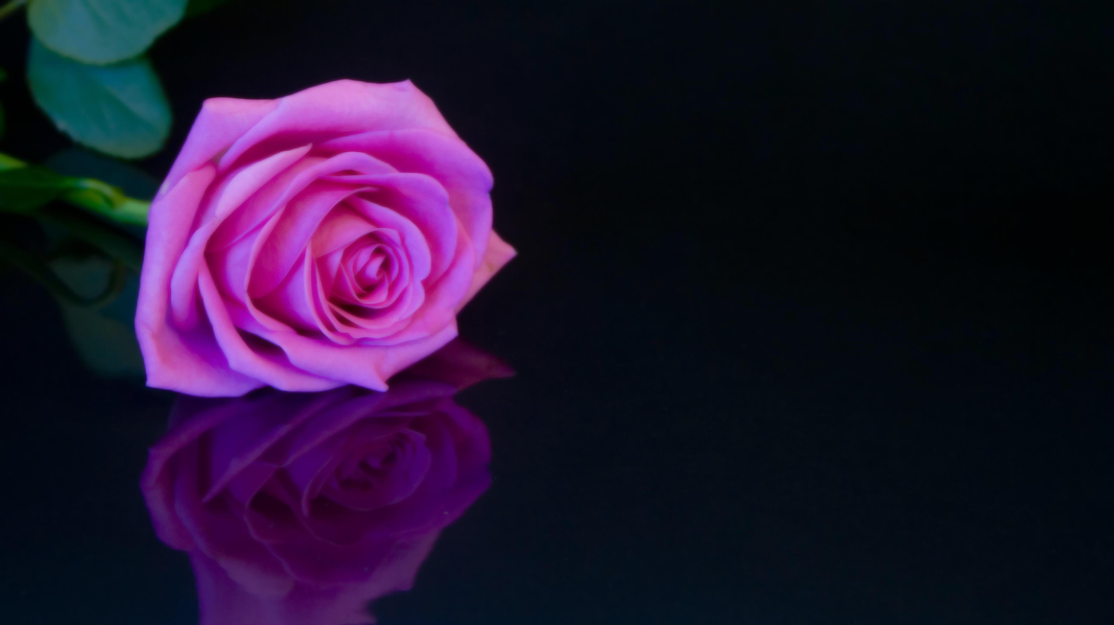 Free download wallpaper Flowers, Reflection, Rose, Earth, Pink Flower, Pink Rose on your PC desktop