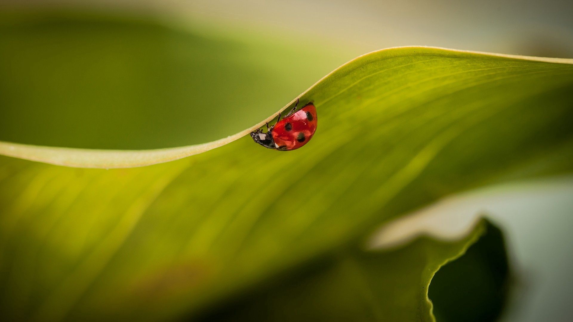 Free download wallpaper Plant, Macro, Ladybug, Ladybird, Leaves on your PC desktop