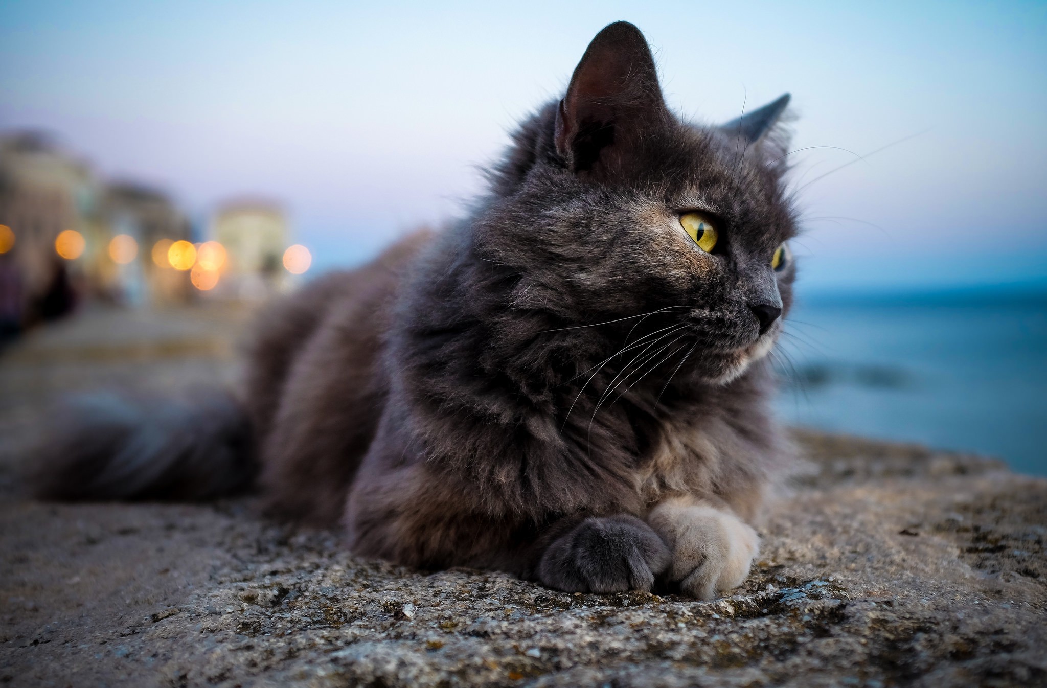 Baixe gratuitamente a imagem Animais, Gatos, Gato na área de trabalho do seu PC