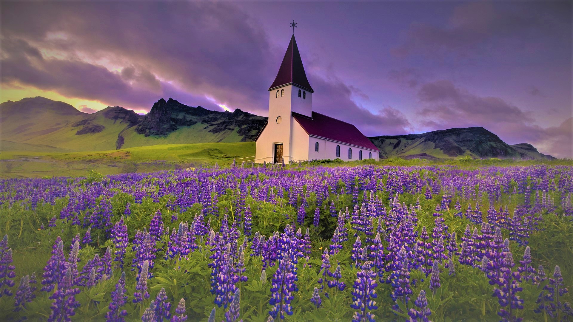 1504684 скачать обои религиозные, церковь, поле, люпин, фиолетовый цветок, шпиль - заставки и картинки бесплатно