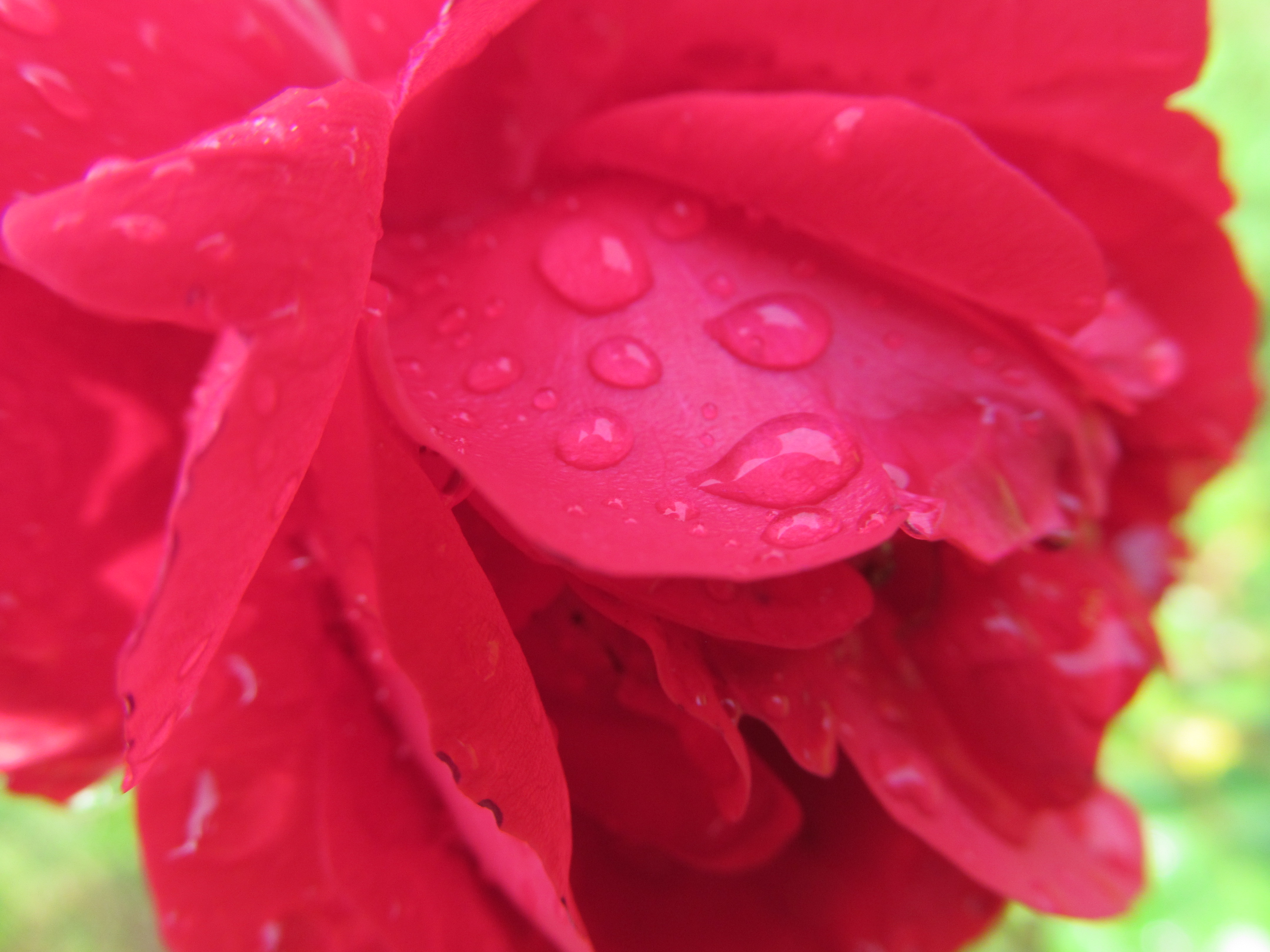 Descarga gratuita de fondo de pantalla para móvil de Flores, Rosa, Flor, Tierra/naturaleza.