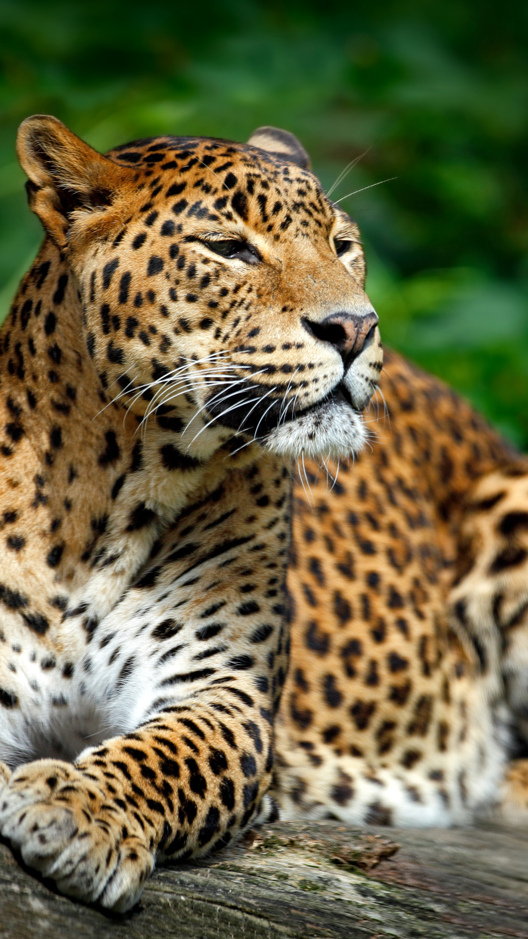 Handy-Wallpaper Tiere, Katzen, Leopard kostenlos herunterladen.