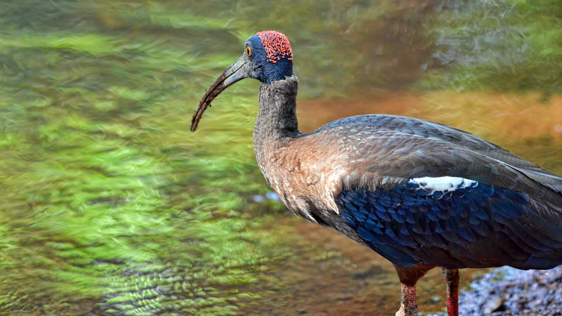 357412 descargar imagen animales, ibis, ibis de nuca roja, aves: fondos de pantalla y protectores de pantalla gratis