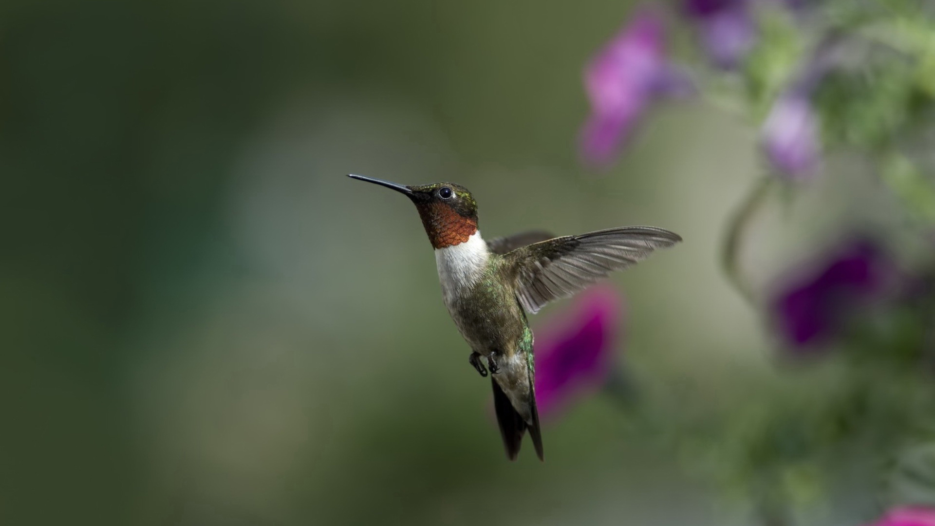 Téléchargez gratuitement l'image Colibri, Des Oiseaux, Animaux sur le bureau de votre PC