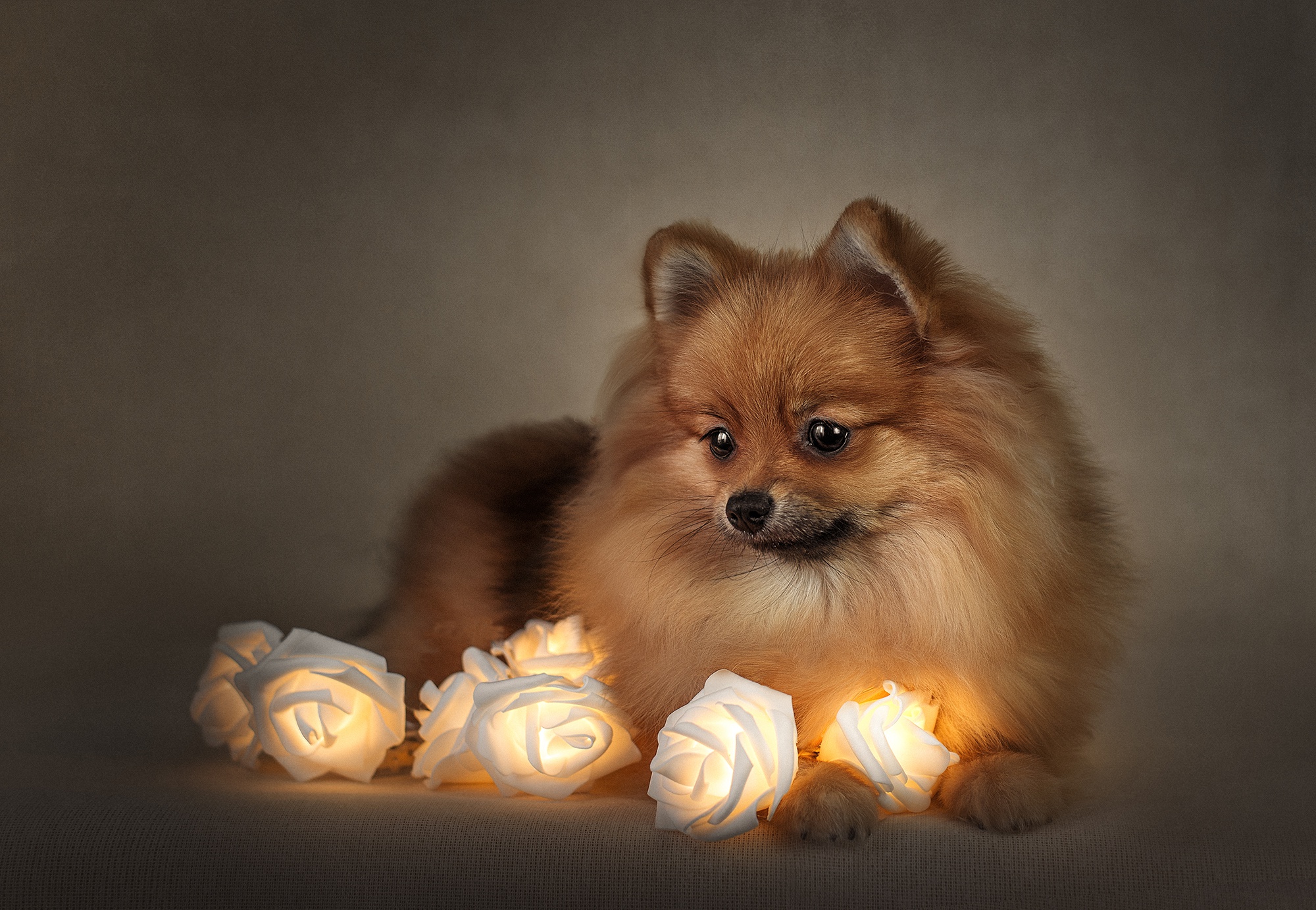 Free download wallpaper Dogs, Rose, Dog, Animal, Pomeranian on your PC desktop
