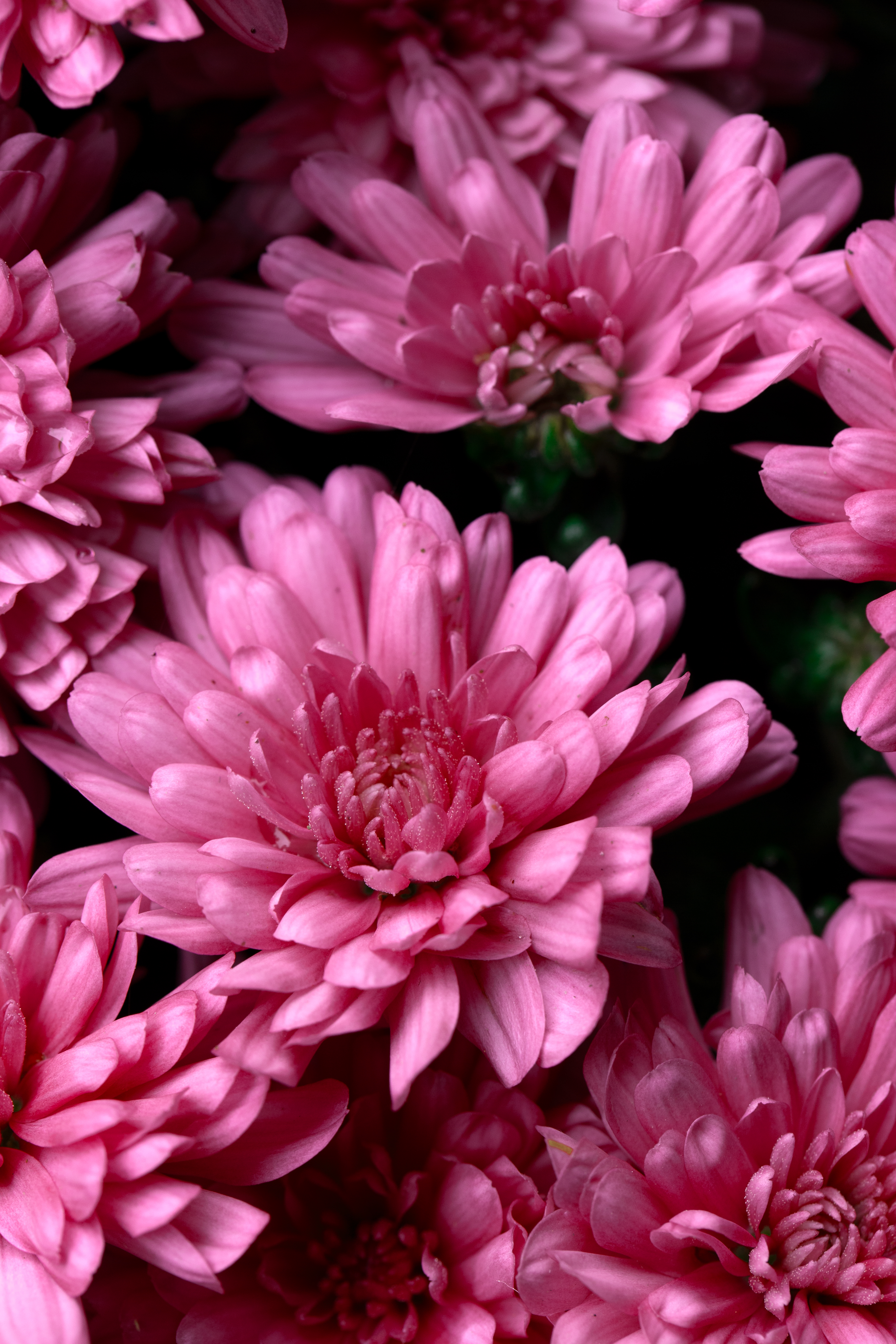 Download mobile wallpaper Wet, Dew, Flowers, Chrysanthemum, Pink for free.