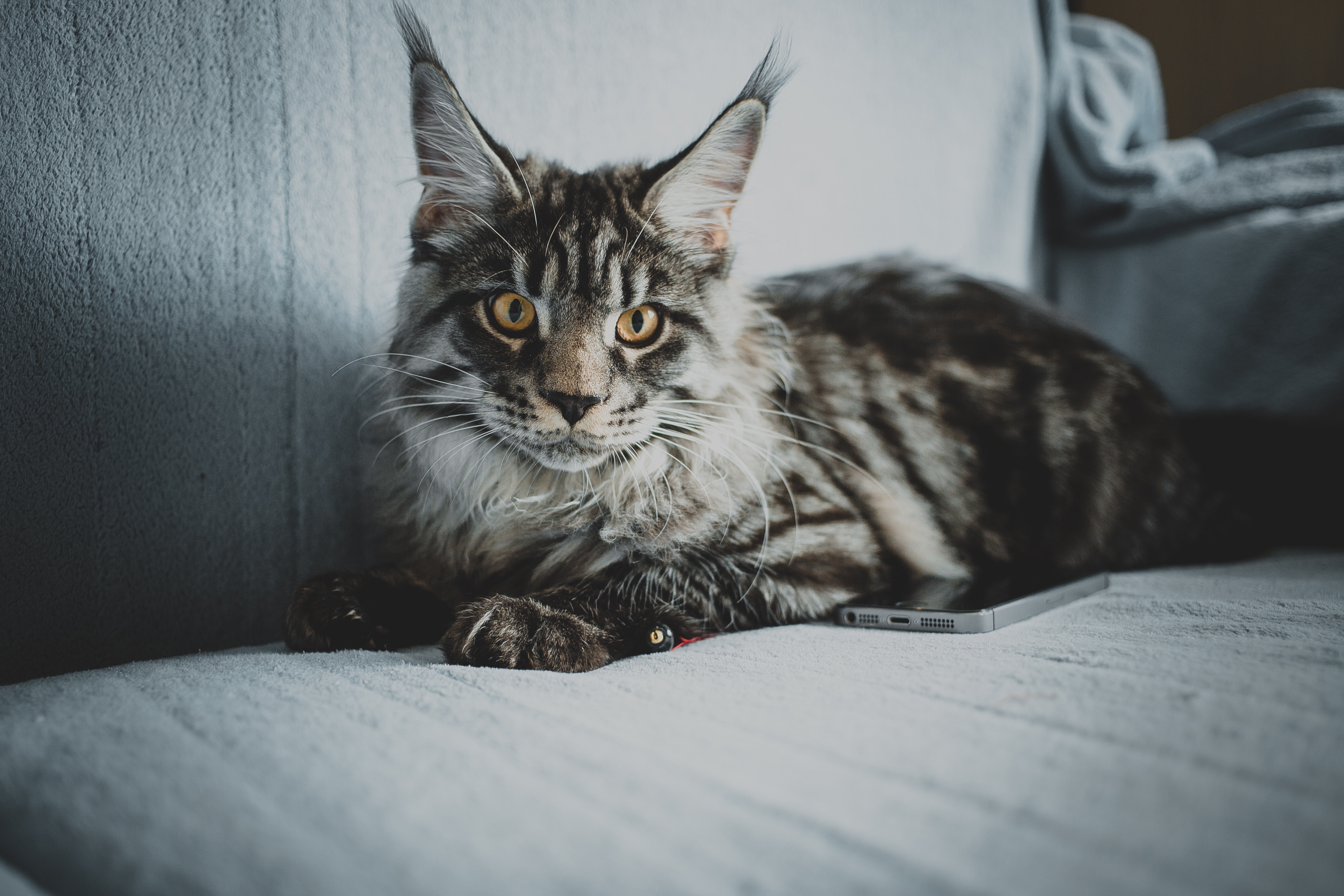 Download mobile wallpaper Opinion, Sight, Maine Coon, Maine, Pet, Animals, Grey, Cat for free.