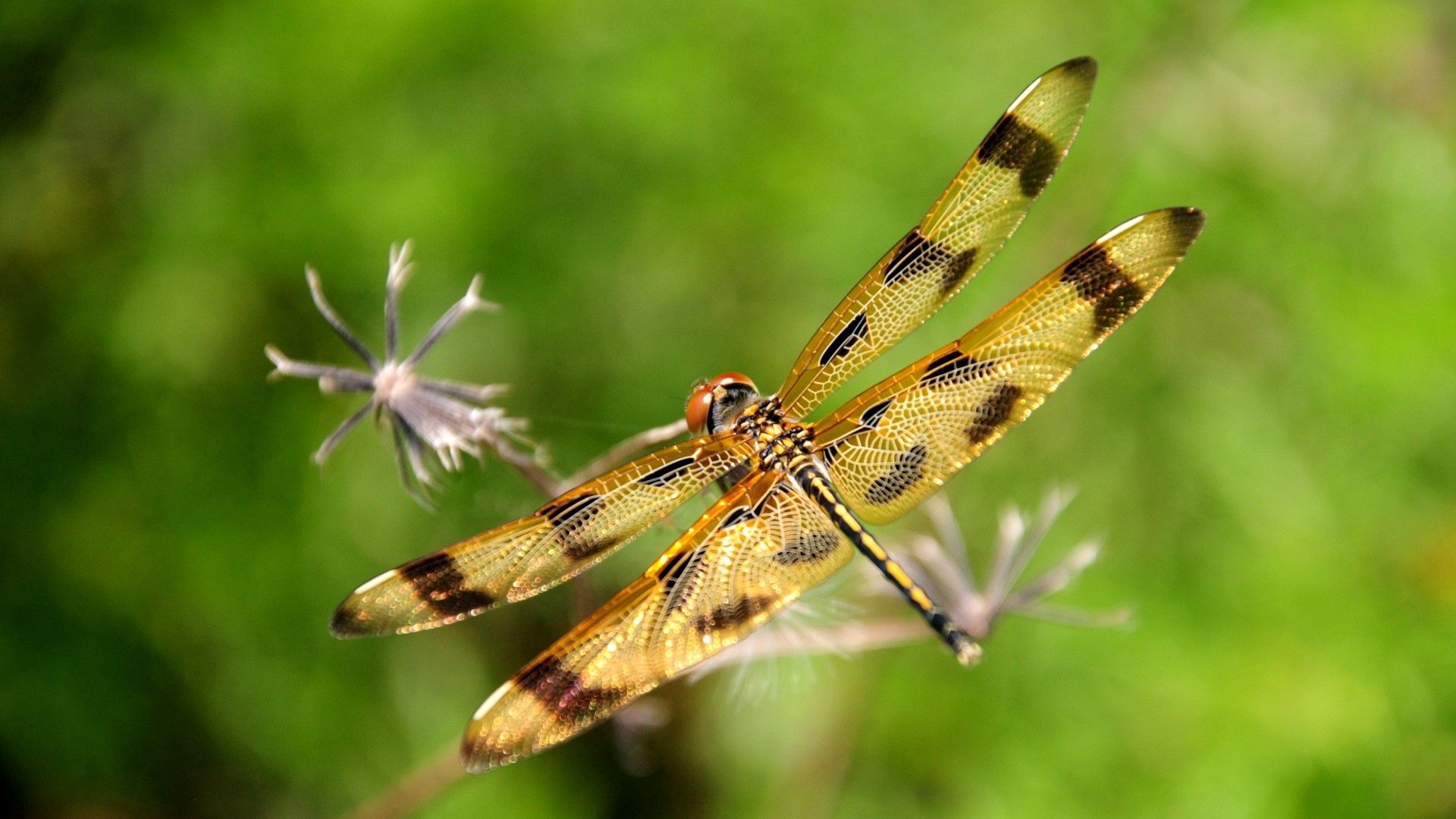Download mobile wallpaper Grass, Flight, Macro, Insect, Dragonfly for free.
