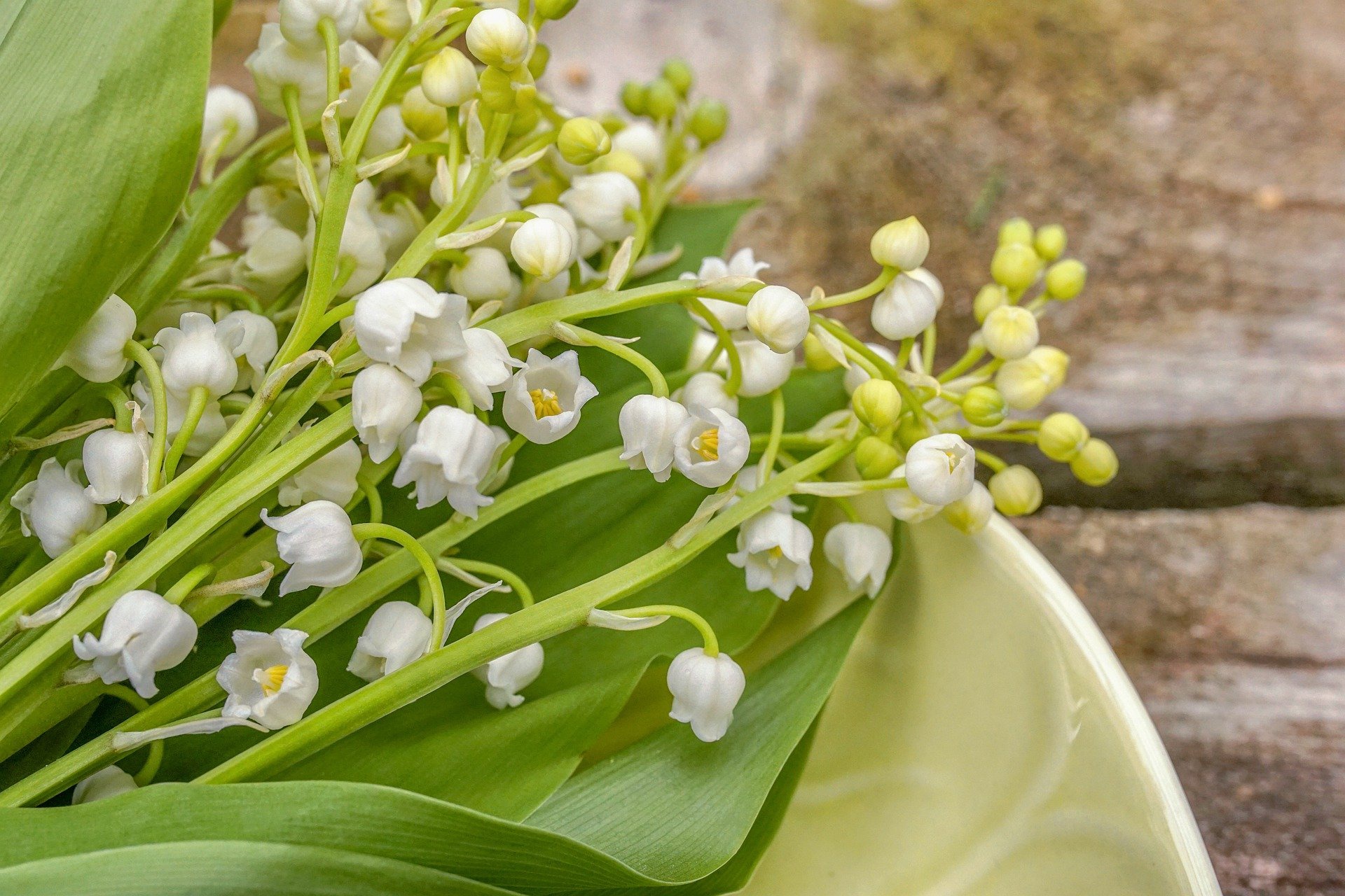 Download mobile wallpaper Flowers, Lily Of The Valley, Earth for free.